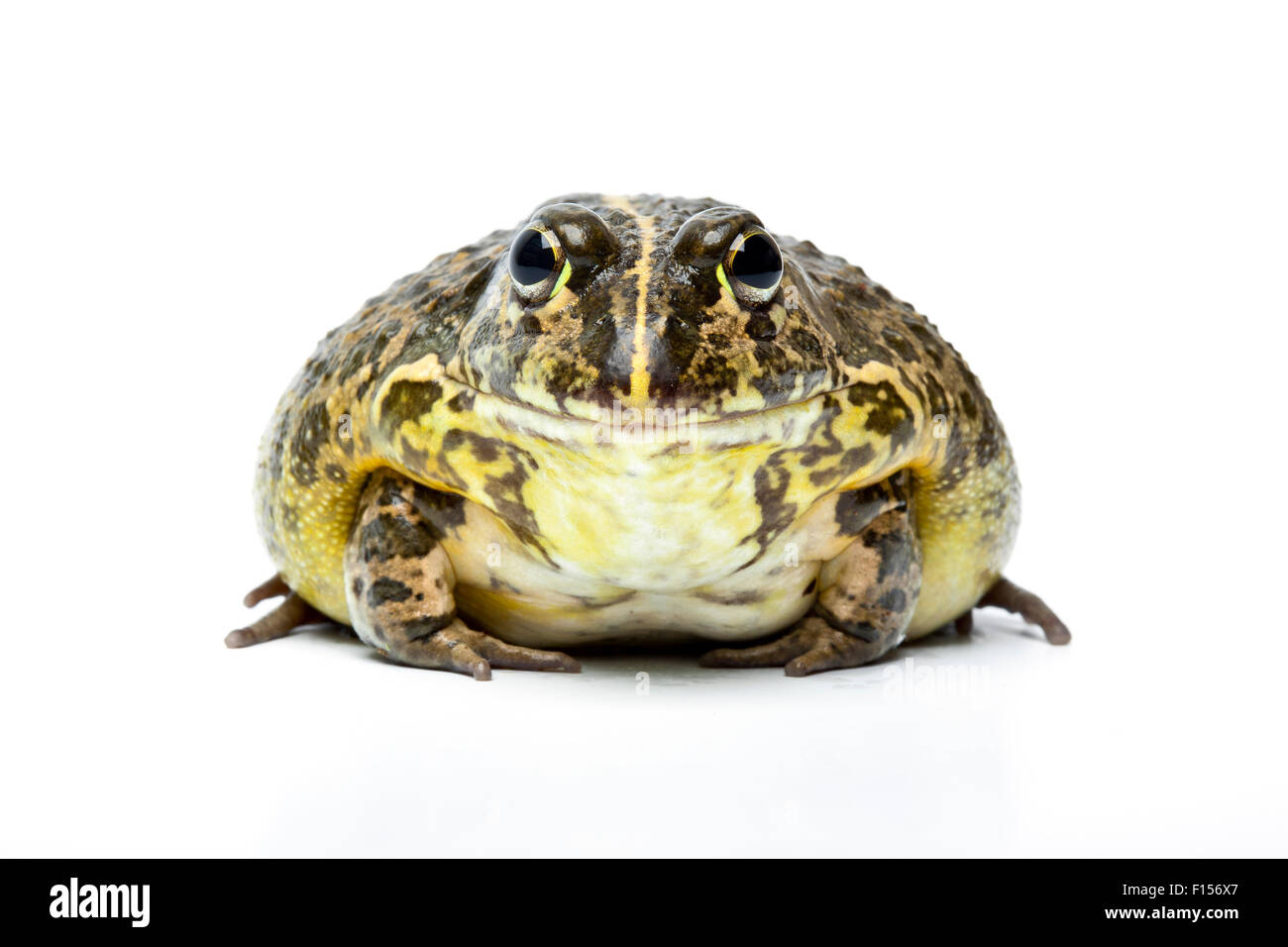 South African Dwarf Bullfrog (Pyxicephalus edulis) nativa per l'Africa australe. Foto Stock