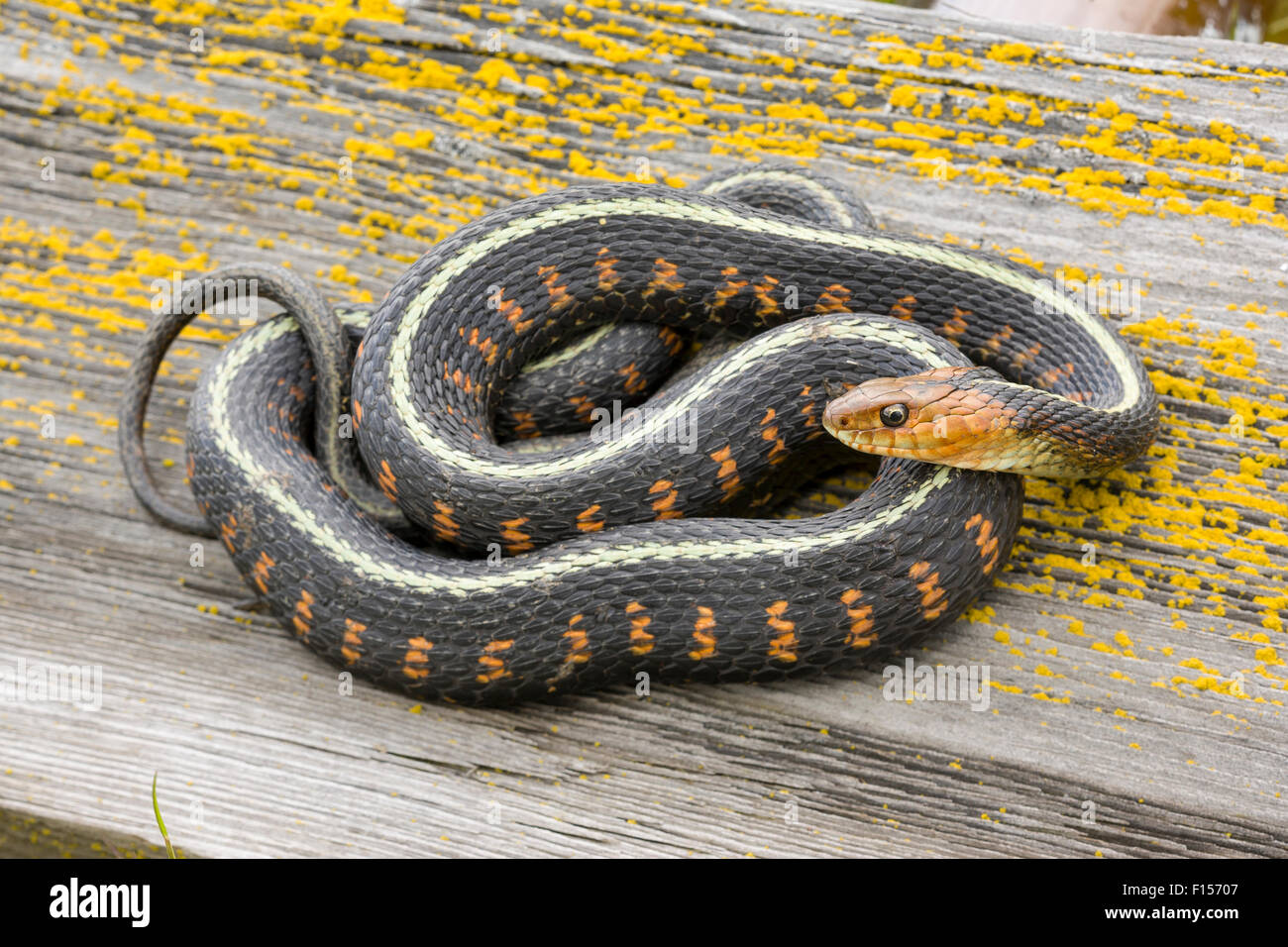 Red spotted garter snake (Thamnophis sirtalis concinnus) avvolto a spirale Wilamette Valley, Oregon, USA, aprile. Foto Stock