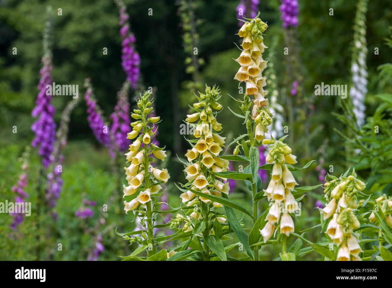 Grande a fiore foxglove / Grande giallo foxglove (Digitalis grandiflora) nativa per il sud Europa e Asia Foto Stock