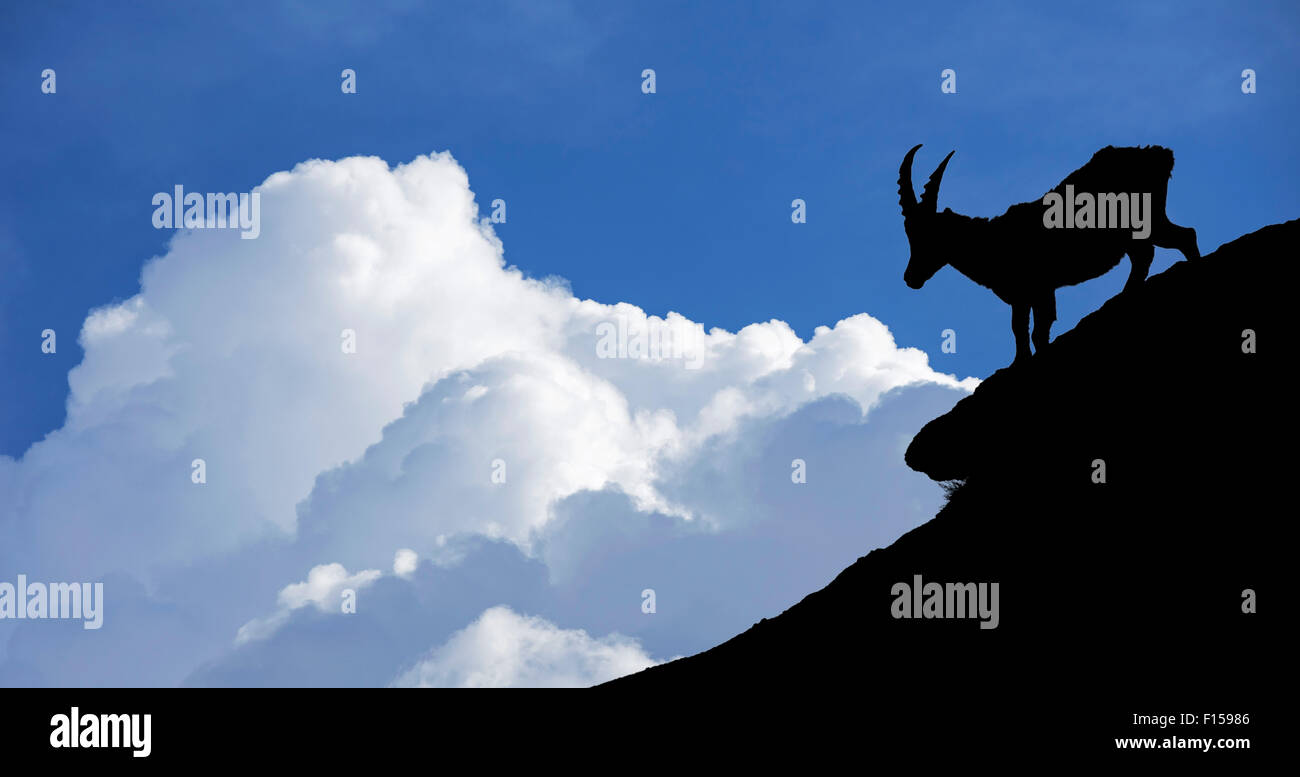 Silhouette di stambecco (Capra ibex) contro la tempesta nuvole nelle Alpi Foto Stock