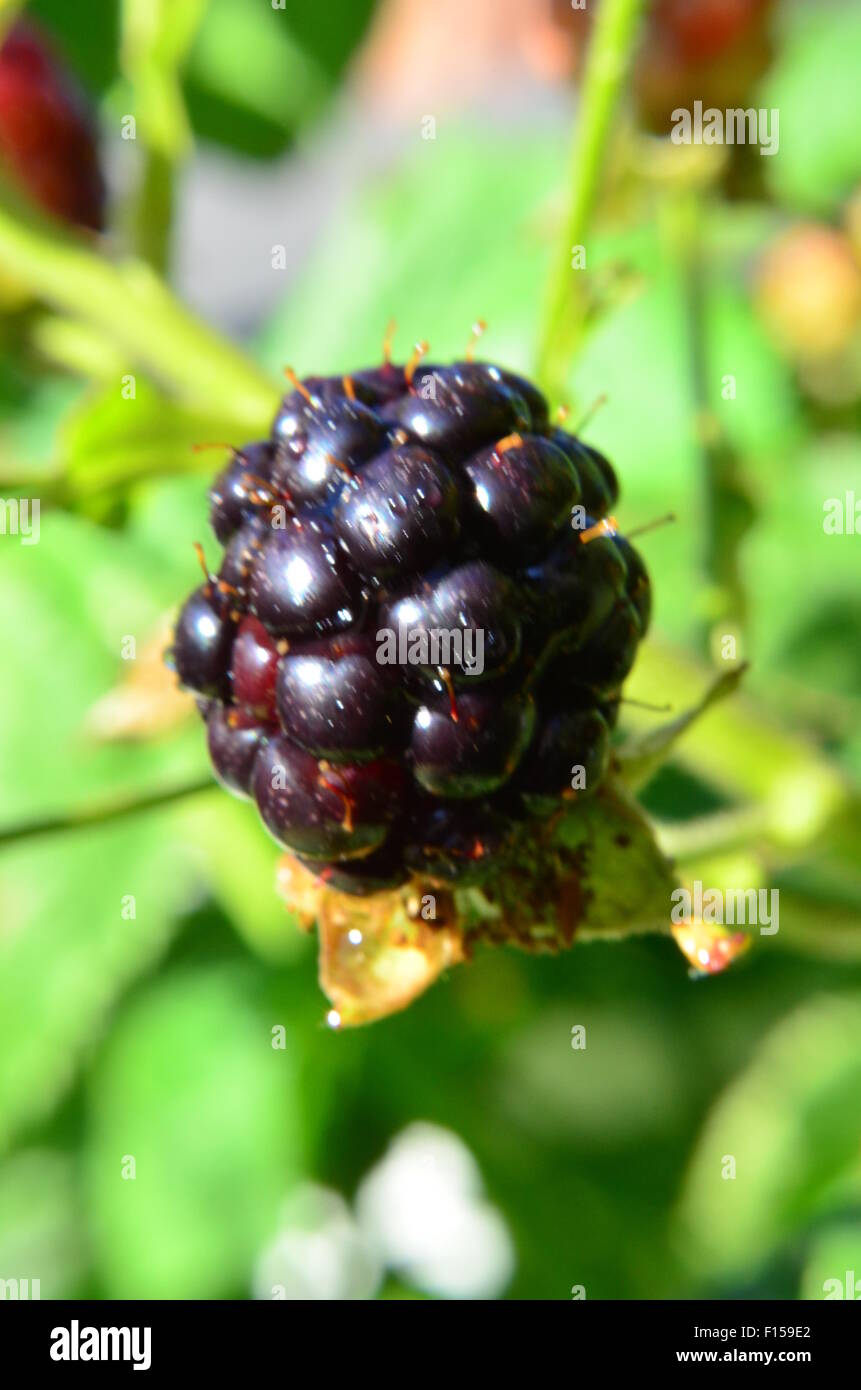 Il Blackberry Foto Stock