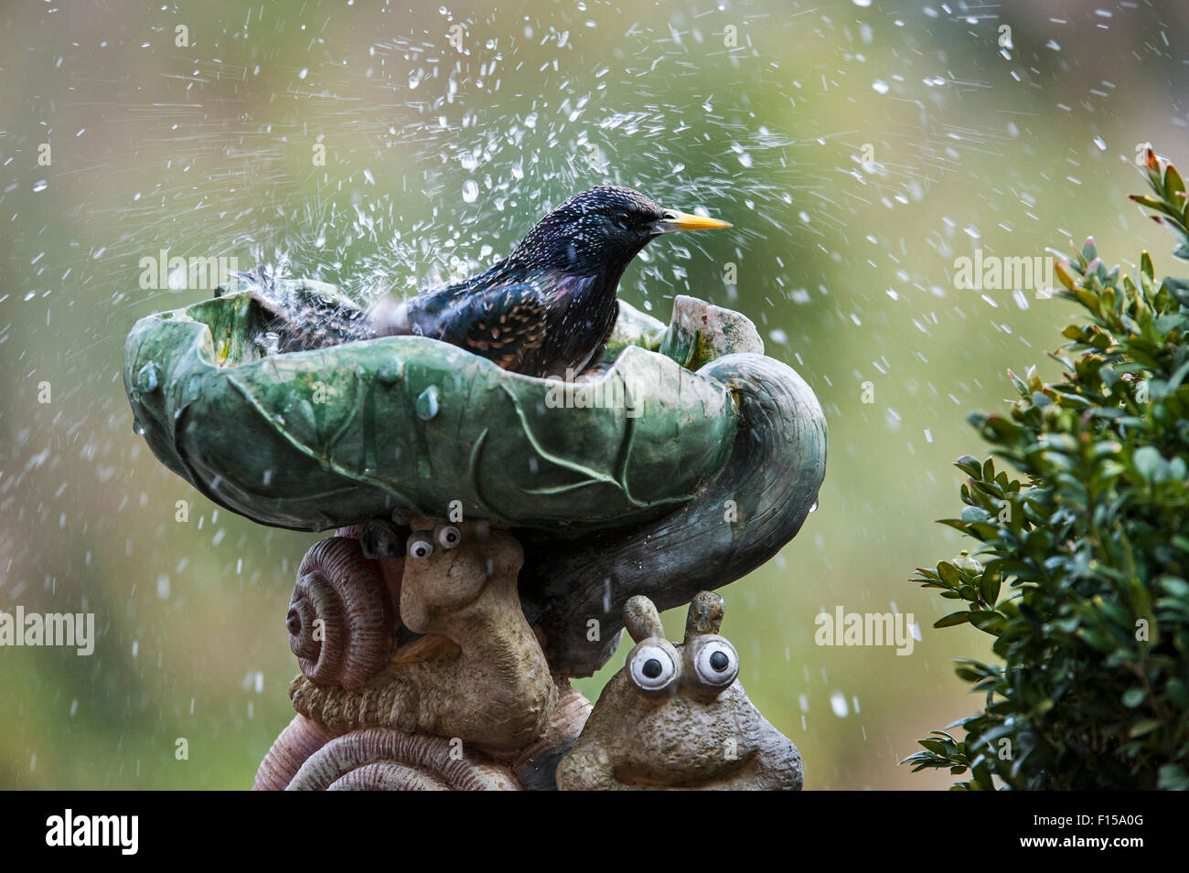 Starling comune / Europea starling (Sturnus vulgaris) la balneazione nelle acque del bagno di Uccelli nel giardino Foto Stock