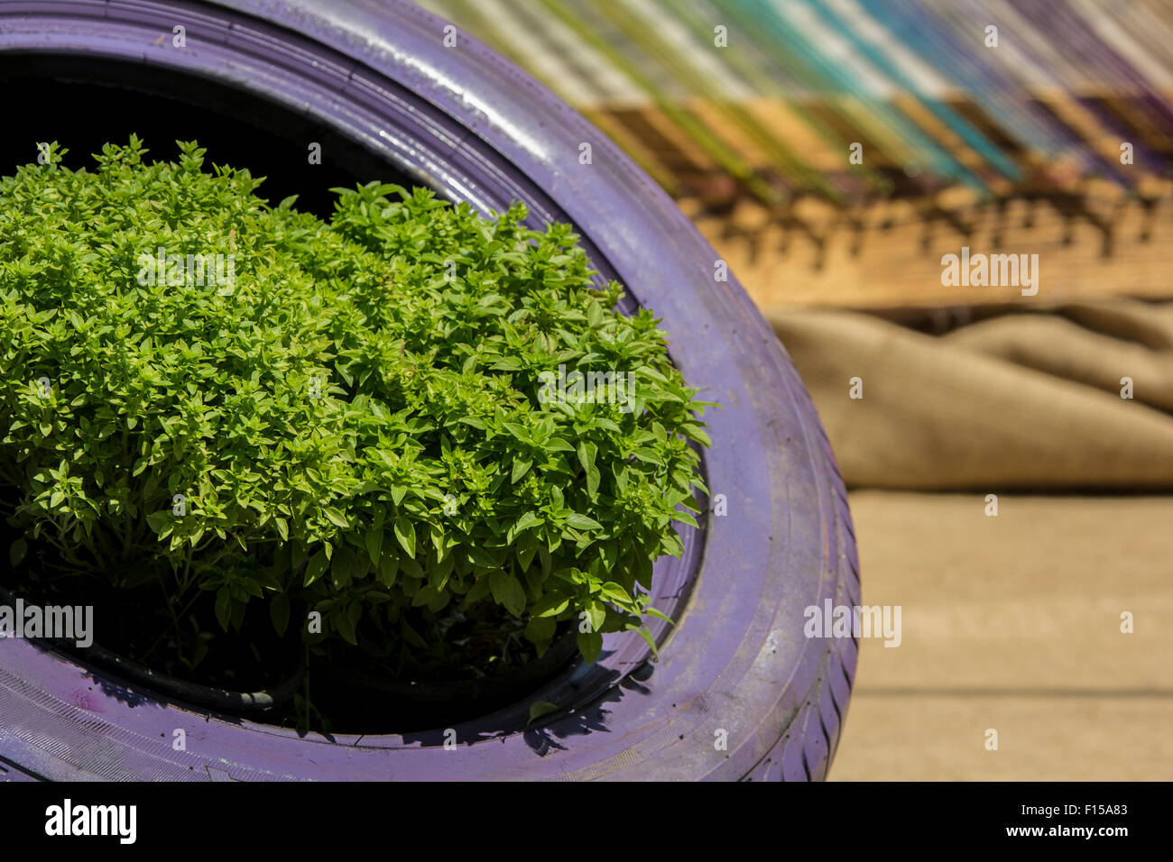Impianti in auto pneumatico, riciclo giardinaggio originale Foto Stock