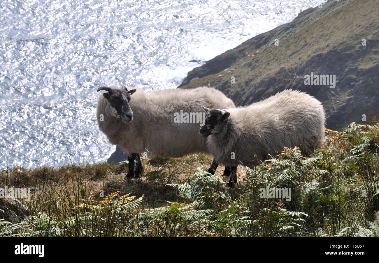 Pecore sulla cima di una scogliera,West Cork, Irlanda Foto Stock