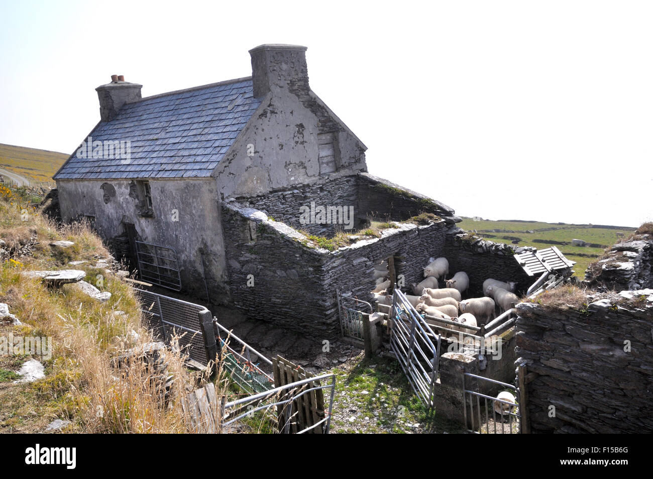 Pecore nel paesaggio rurale,West Cork, Irlanda Foto Stock