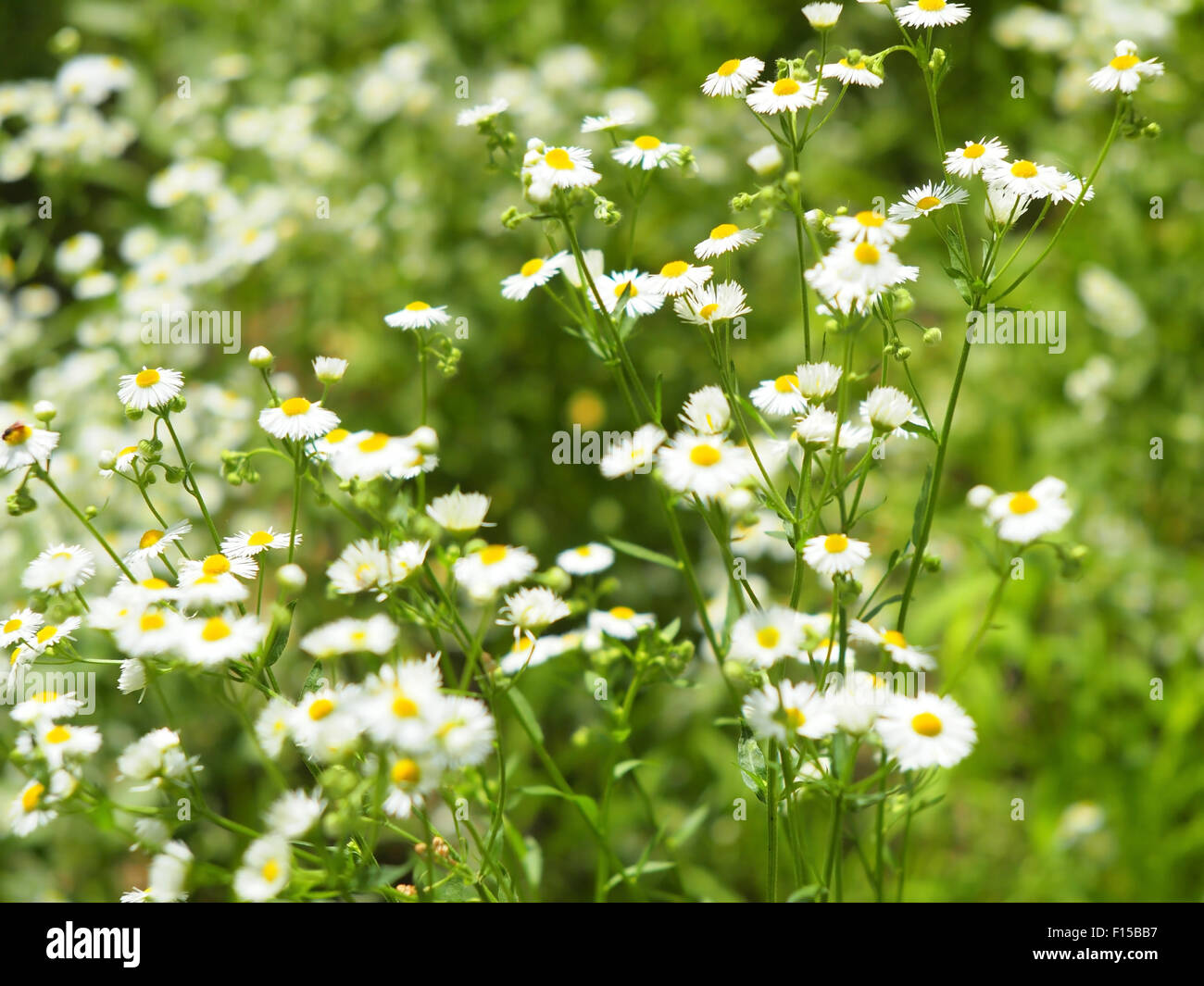 Sfocati e cespugli di sfocatura fiori di camomilla Matricaria Chamomilla sul prato, fotografati con profondità di messa a fuoco e un blu Foto Stock