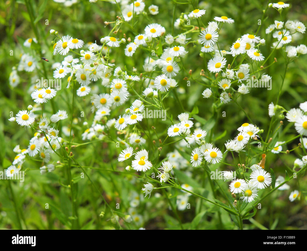 Arbusti di fiori di camomilla Matricaria Chamomilla sul prato, fotografati con profondità di messa a fuoco e lo sfondo sfocato Foto Stock