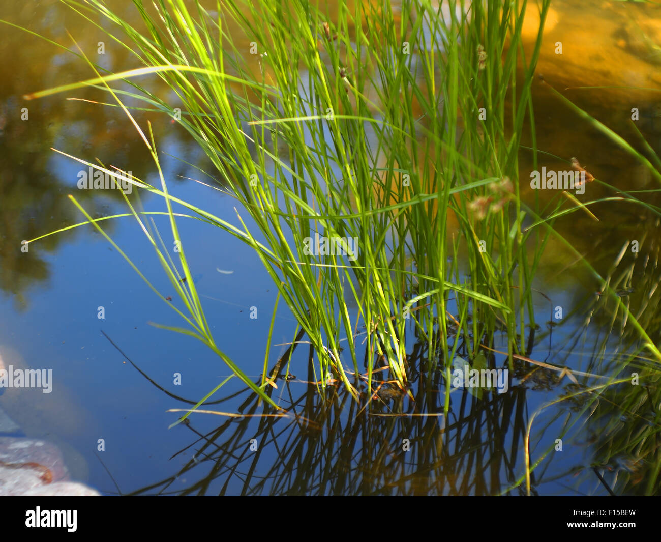 Acqua canne crescente al di fuori dell'acqua nello stagno, con profondità di messa a fuoco con uno sfondo sfocato Foto Stock