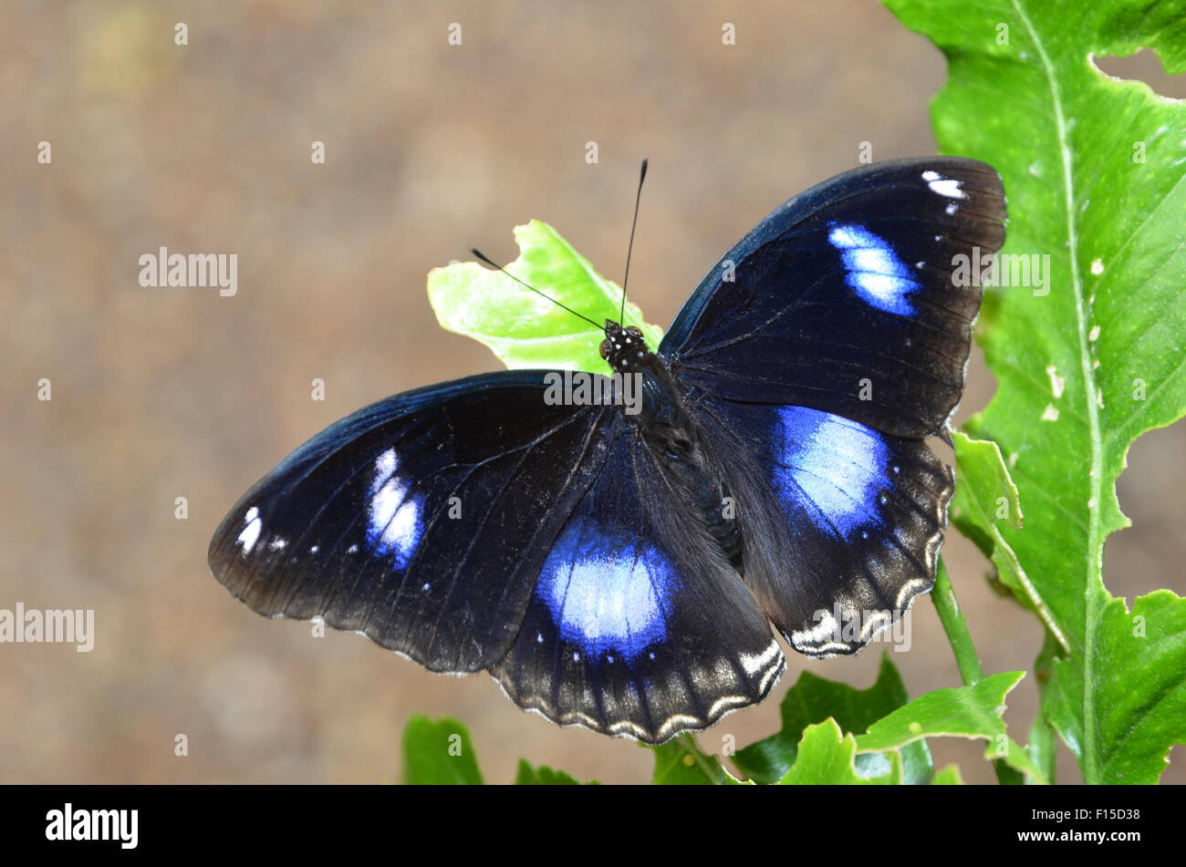 Grande Eggfly butterfly, comune - Eggfly Hypolimnas bolina Foto Stock