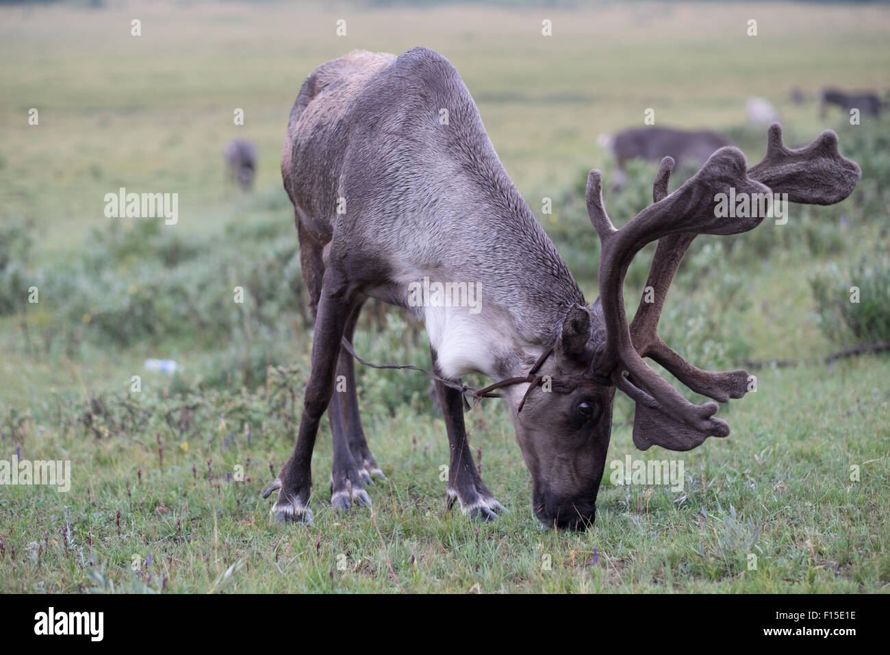 La renna nel nord della Mongolia. Foto Stock