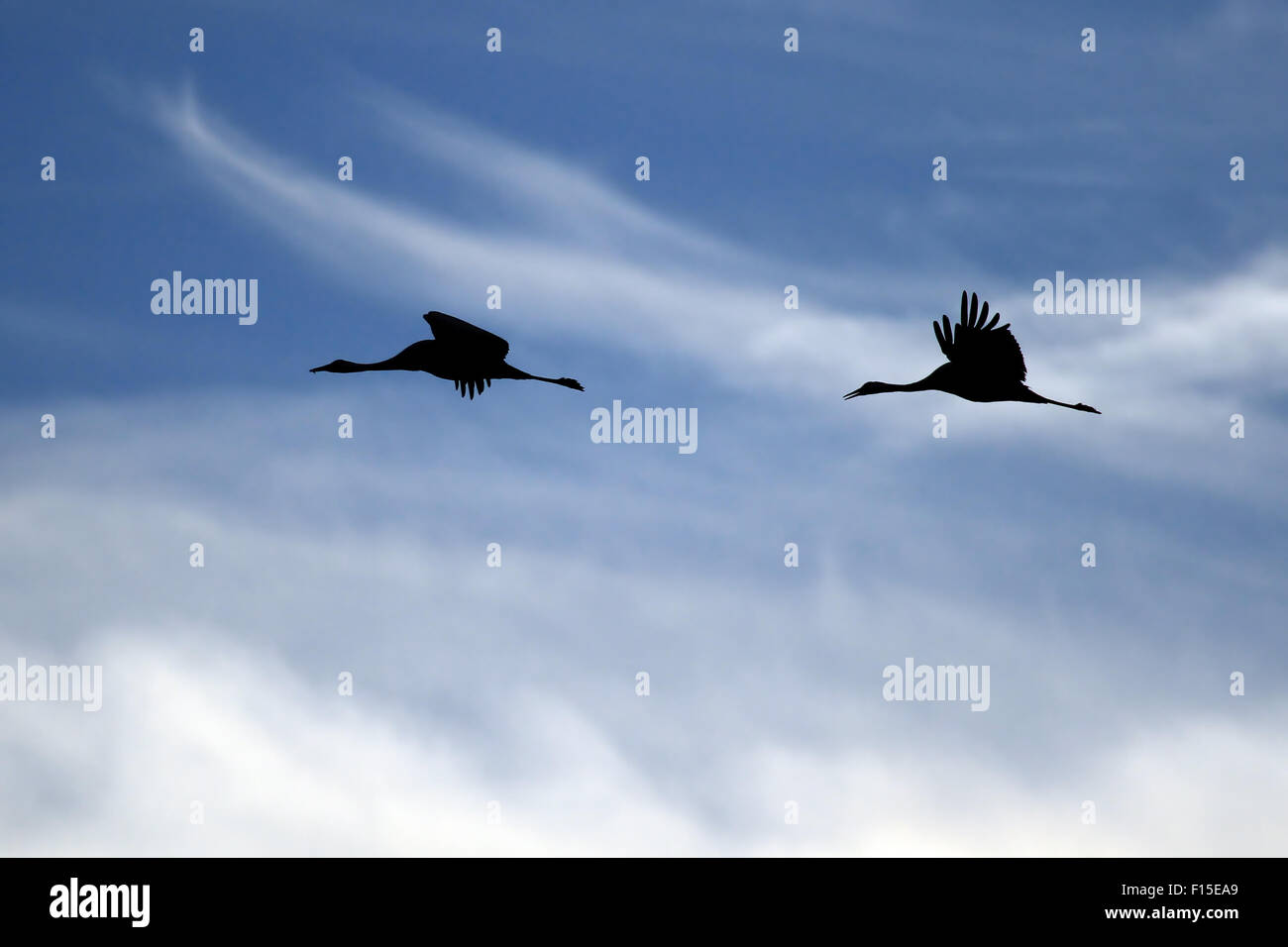 Gru comune (grus grus) in volo stagliano in cielo blu. Foto Stock