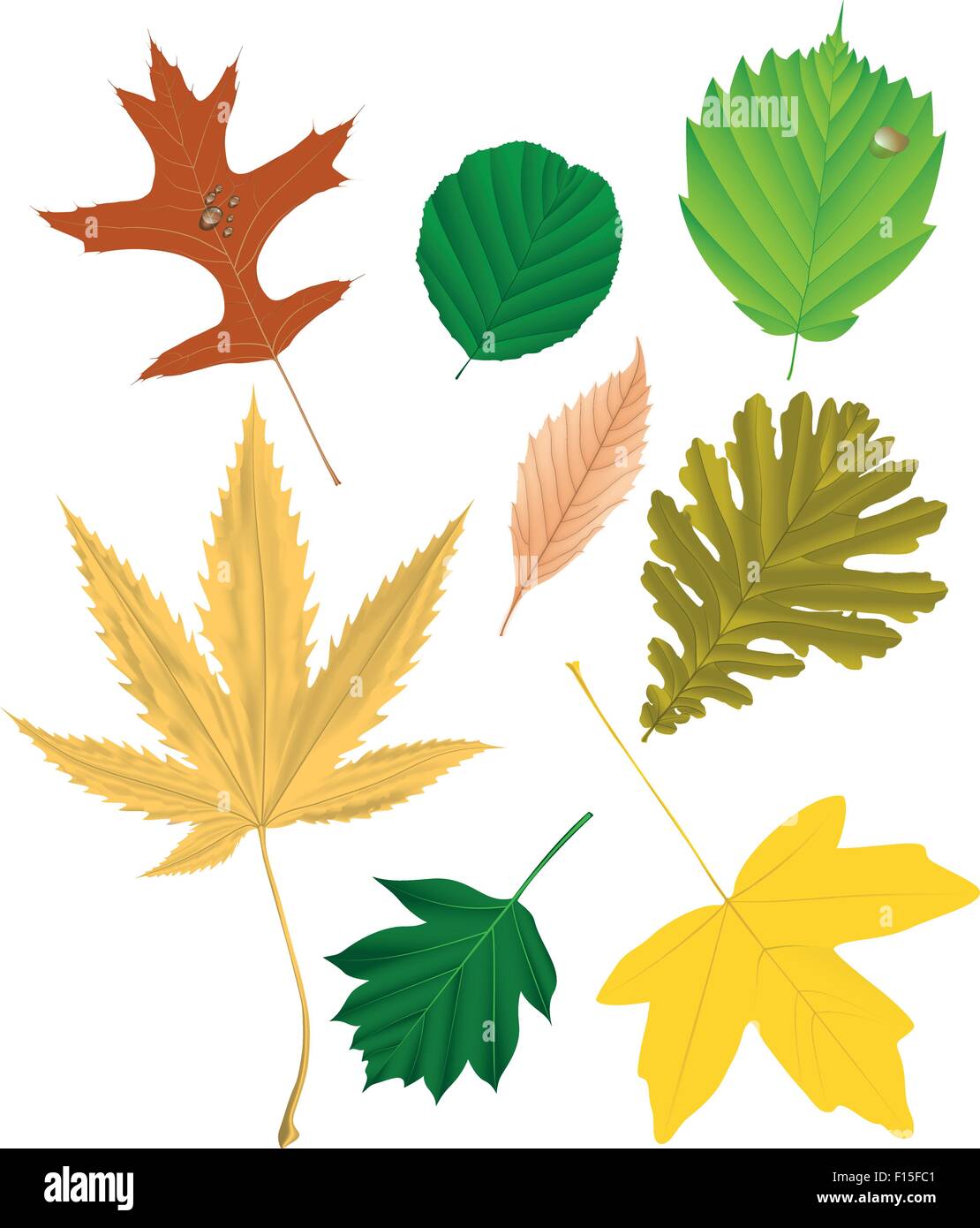 Autumn Leaf raccolta, illustrazione vettoriale Illustrazione Vettoriale Autumn Leaf raccolta, illustrazione vettoriale Illustrazione Vettoriale