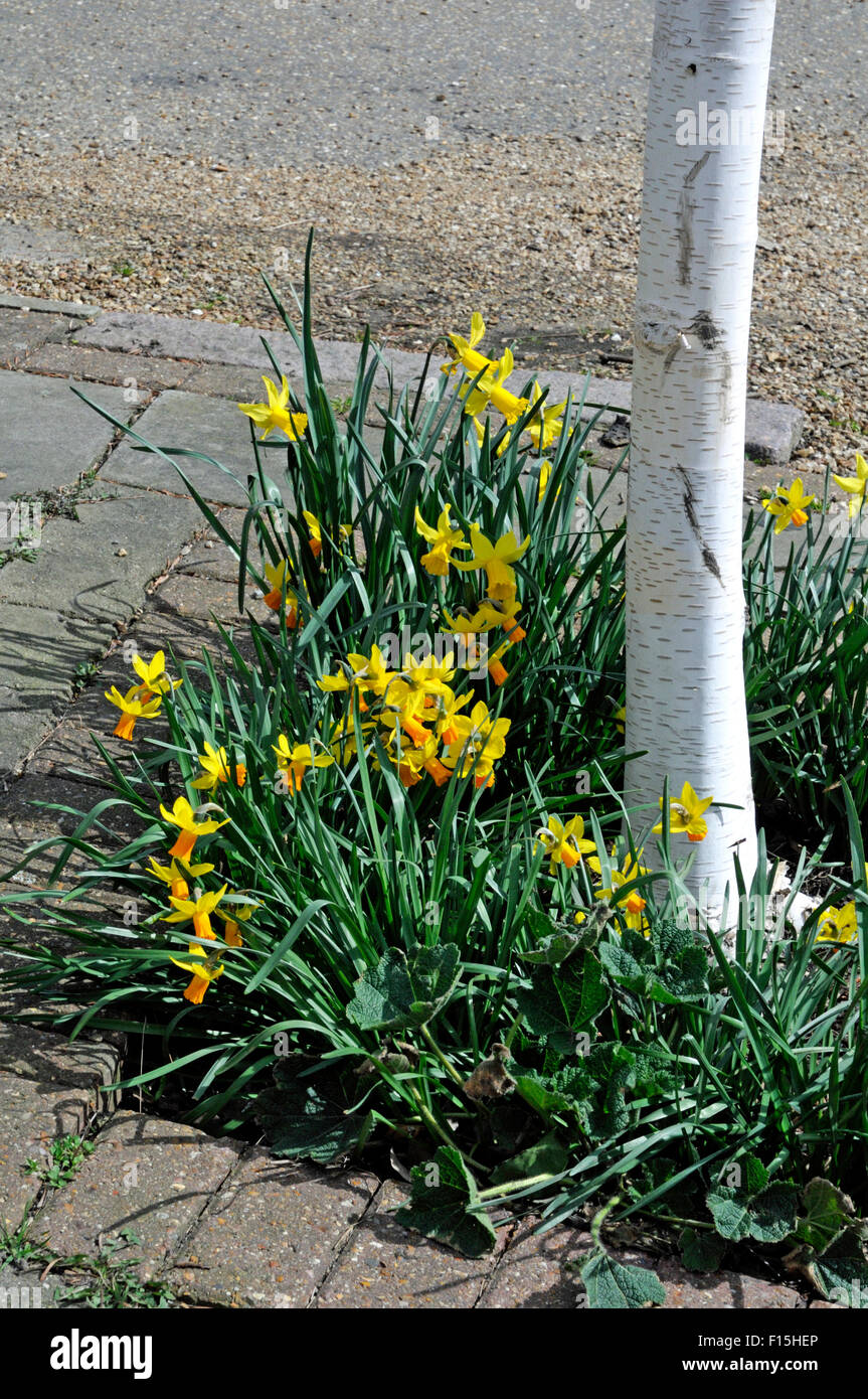 Narciso, giallo e oro narcisi crescente al fianco di un Betula - Betulla in una struttura ad albero di Highbury pit garden Foto Stock