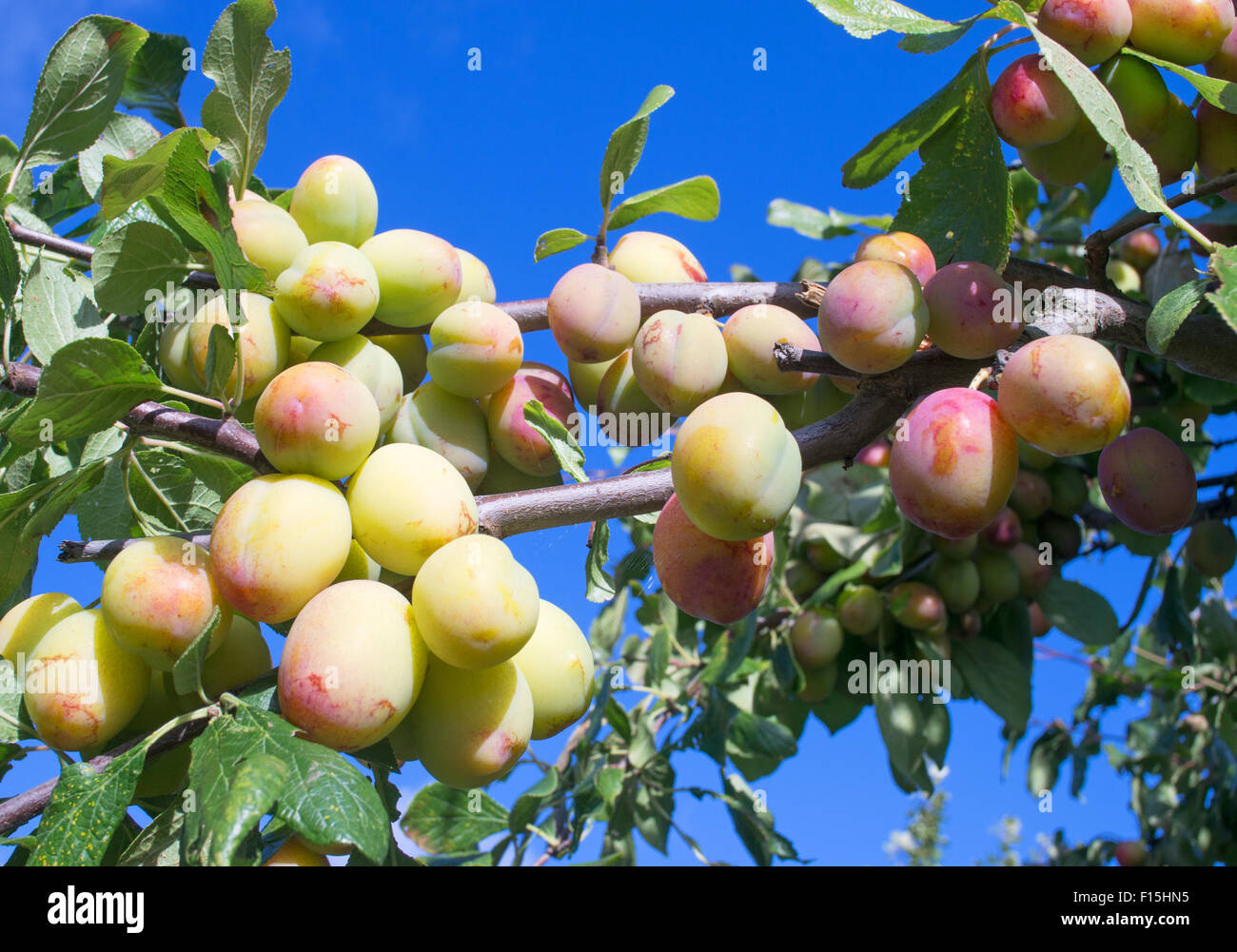 I rami di un Victoria prugna albero carico di frutti immaturi, a nord-est, England, Regno Unito Foto Stock