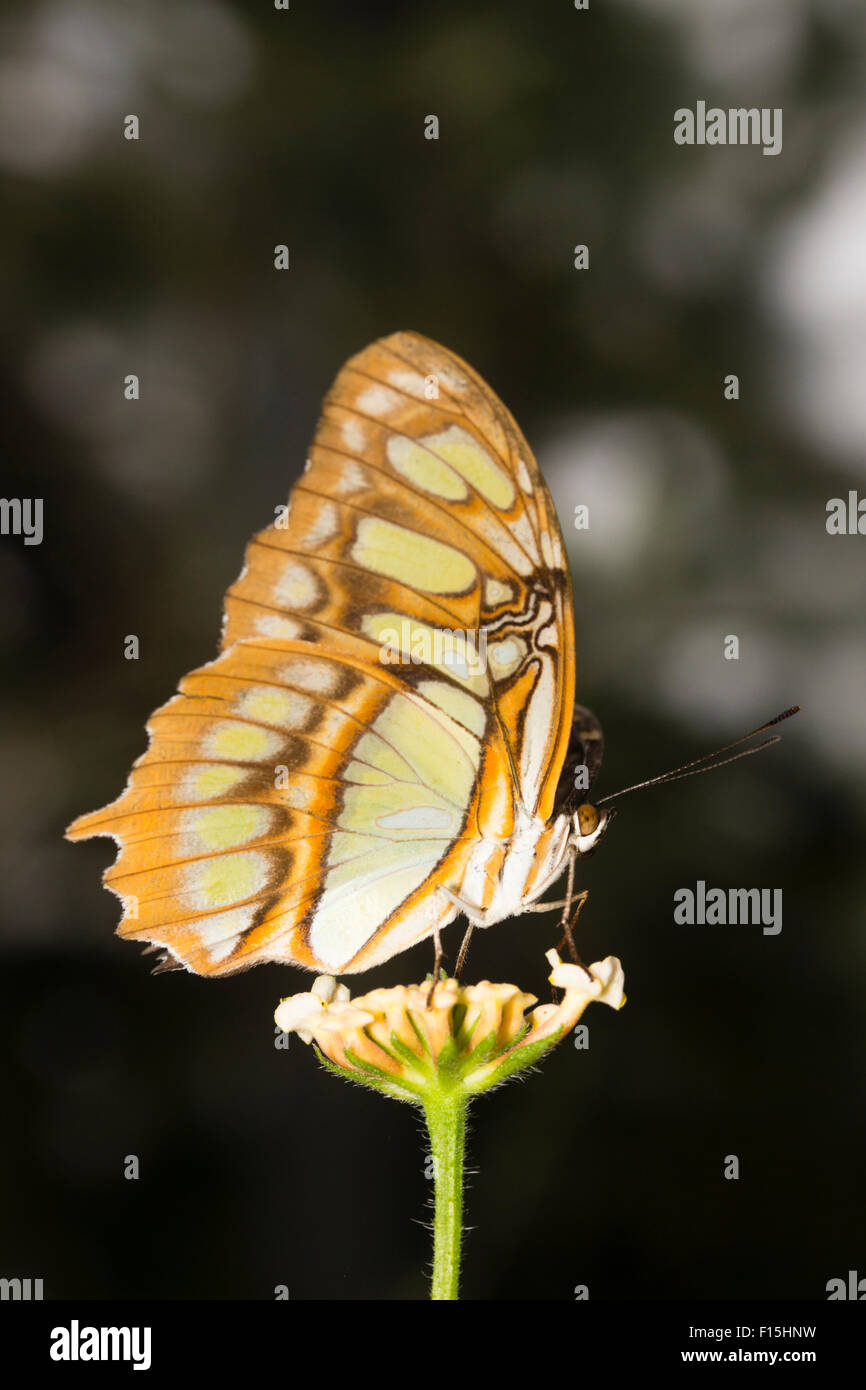 Underwings del tropicale Malachite butterfly, Siproeta stelenes, presso un allevamento di farfalle Foto Stock