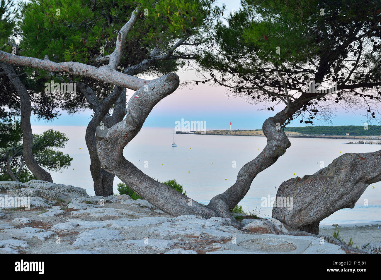Anse de Sainte Croix con alberi di pino all'alba, La Couronne, Martigues, Mare mediterraneo, Provence-Alpes-Côte d'Azur, in Francia Foto Stock