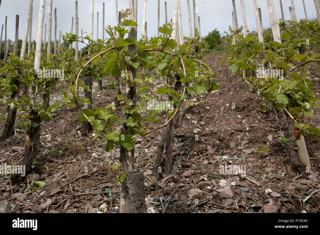 Vigne fruttifere legato forma di cuore a Urzig sui ripidi pendii di Mosel River Valley Germania Foto Stock