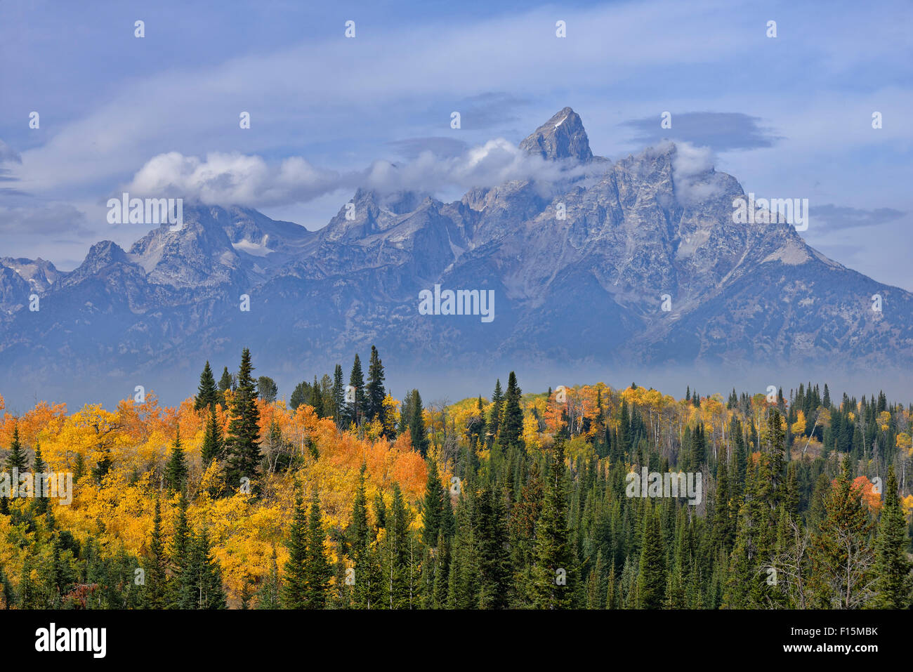 Teton Range con Grand Teton e alberi in autunno fogliame in primo piano. Il Parco Nazionale del Grand Teton, Wyoming USA Foto Stock