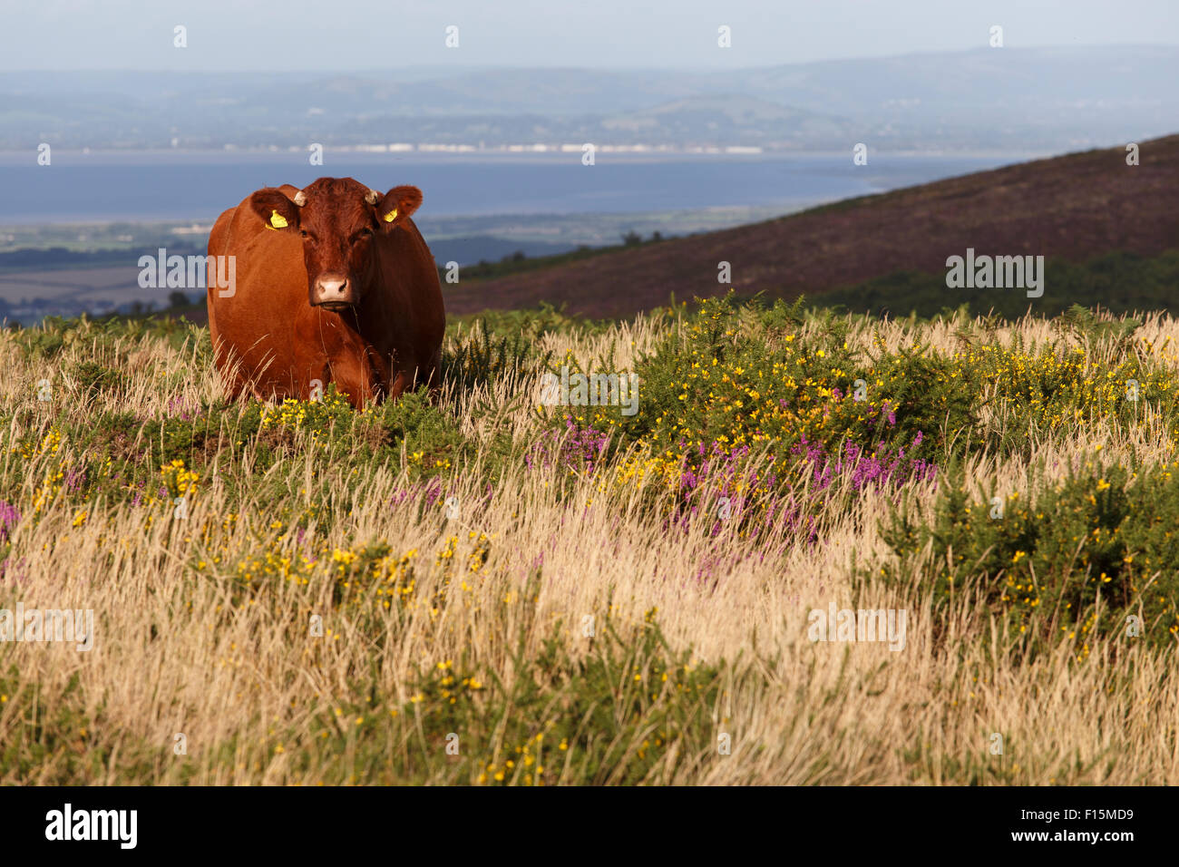 Red Devon pascolo del bestiame, intervallo libero, sulle colline di Quantock. Foto Stock
