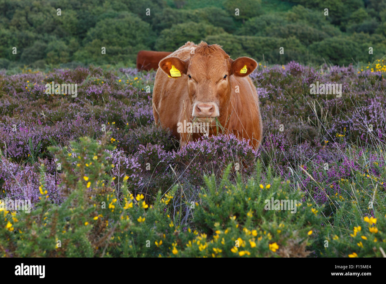 Devon vitello rosso intervallo libero sulle colline di Quantock, Somerset. Foto Stock