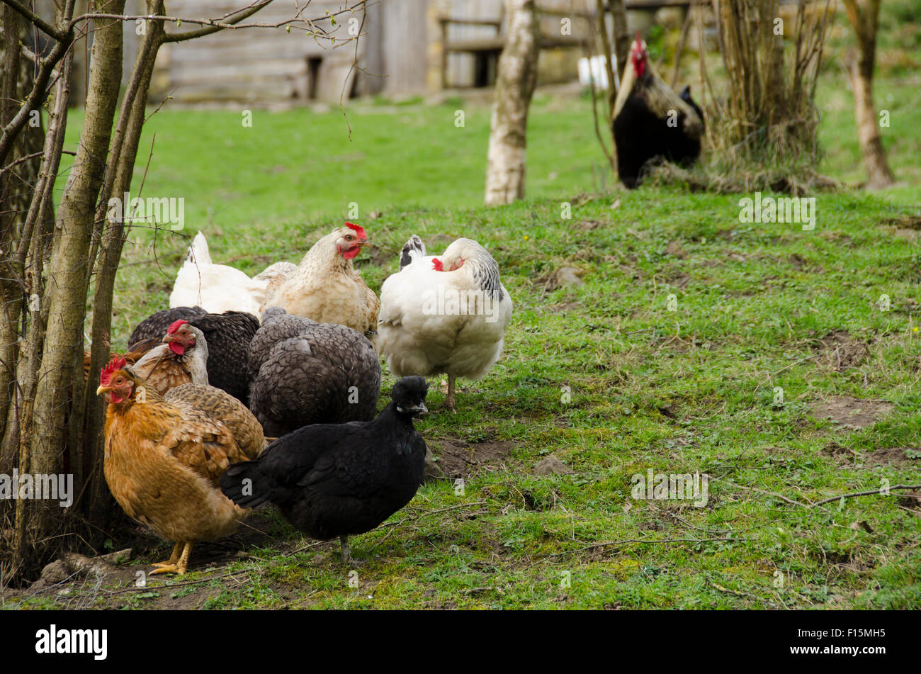 Di colore diverso (galline faraone) Raggomitolati vicino insieme in un giardino, vegliato da il galletto in background - Inghilterra, Regno Unito. Foto Stock