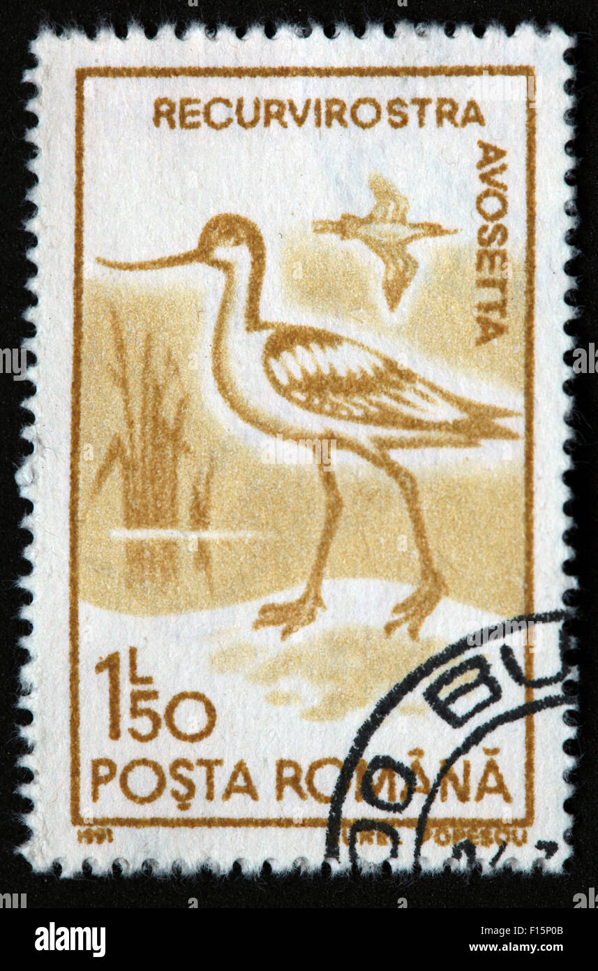 1991 Posta Romana 1l50 Recurvirostra Avosetta bird Garzetta Aurel Popescu timbro marrone Foto Stock