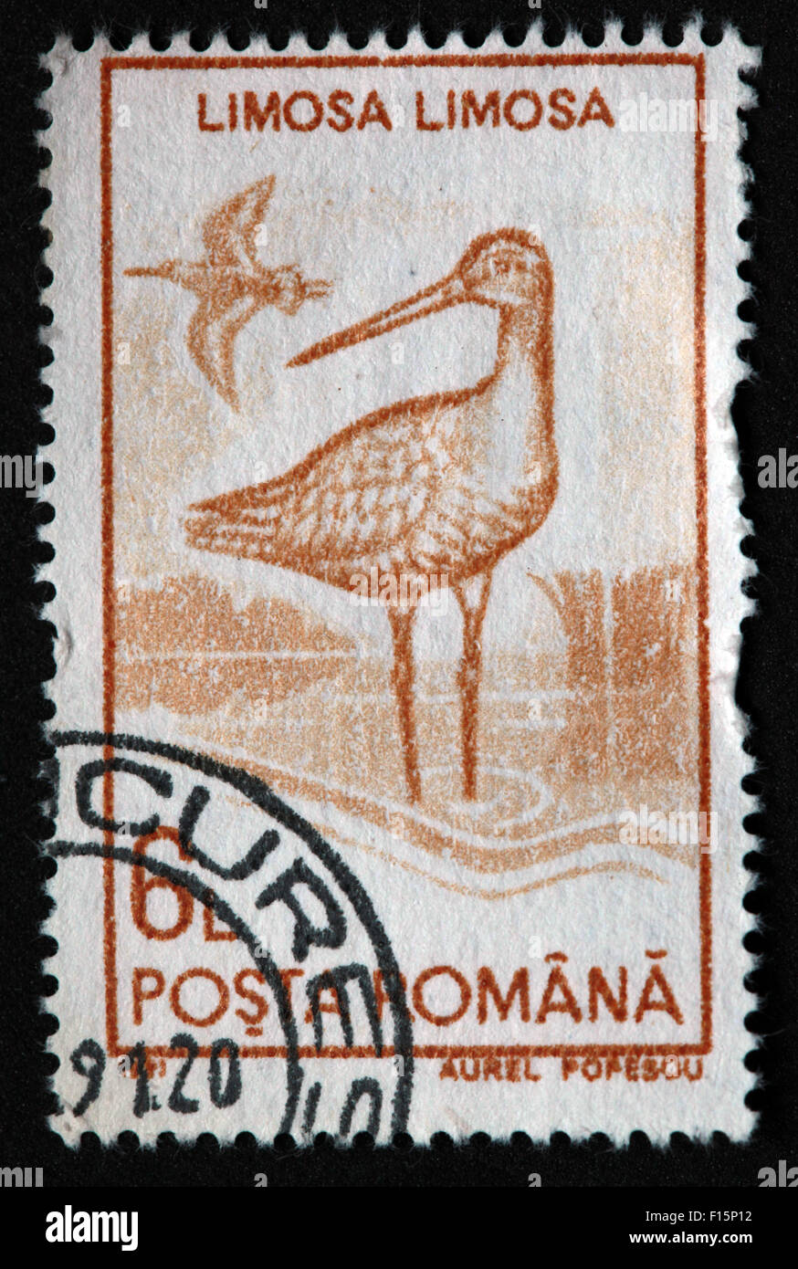 1991 Posta Romana Limosa limosa bird Garzetta Aurel Popescu timbro Foto Stock
