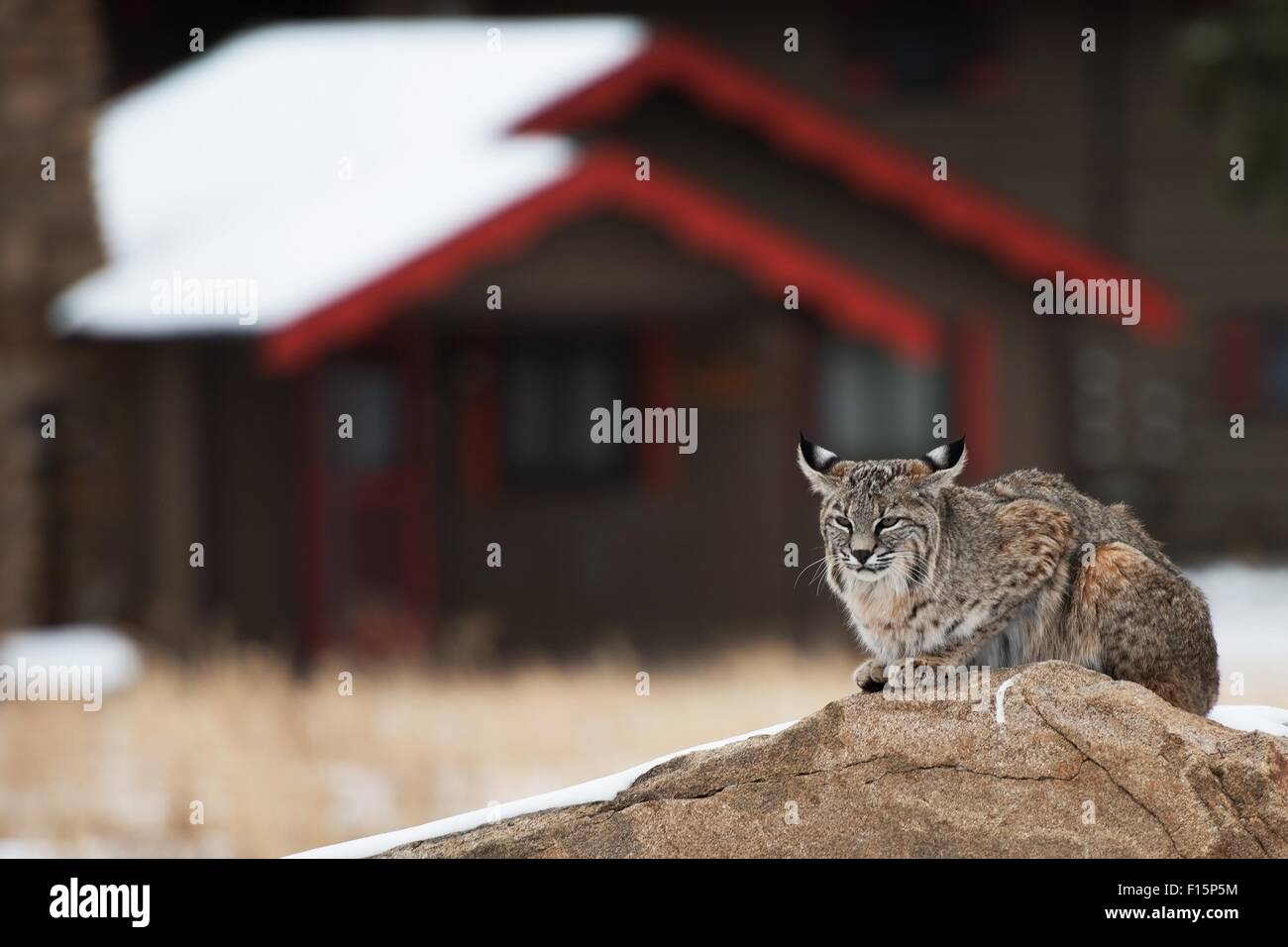 Bobcat in zona residenziale. Colorado Bobcat poggiante sulla roccia al centro della zona residenziale di Estes Park, COLORADO, unite Foto Stock
