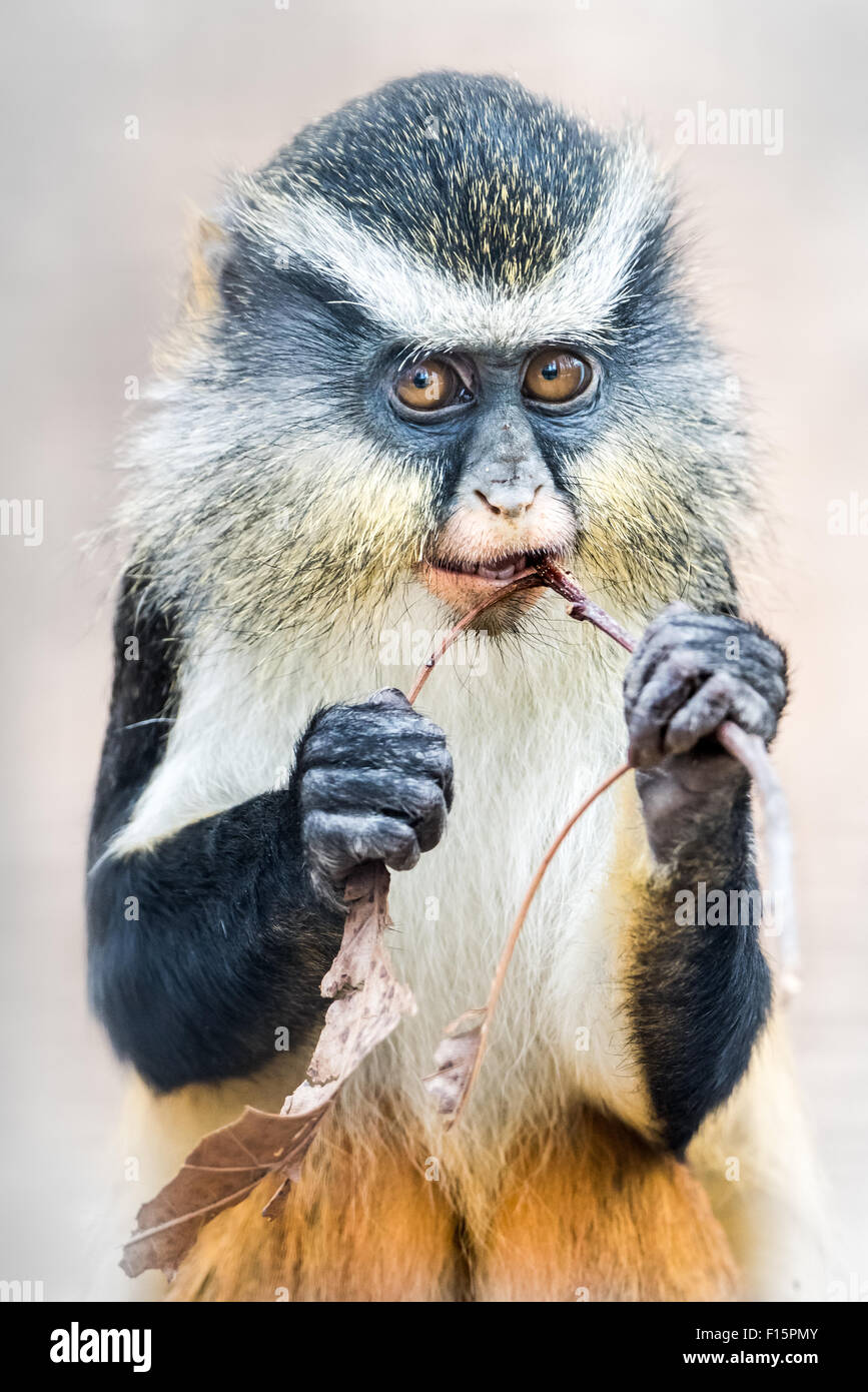 Ritratto frontale di un lupo di scimmia Guenon contro uno sfondo bianco Foto Stock