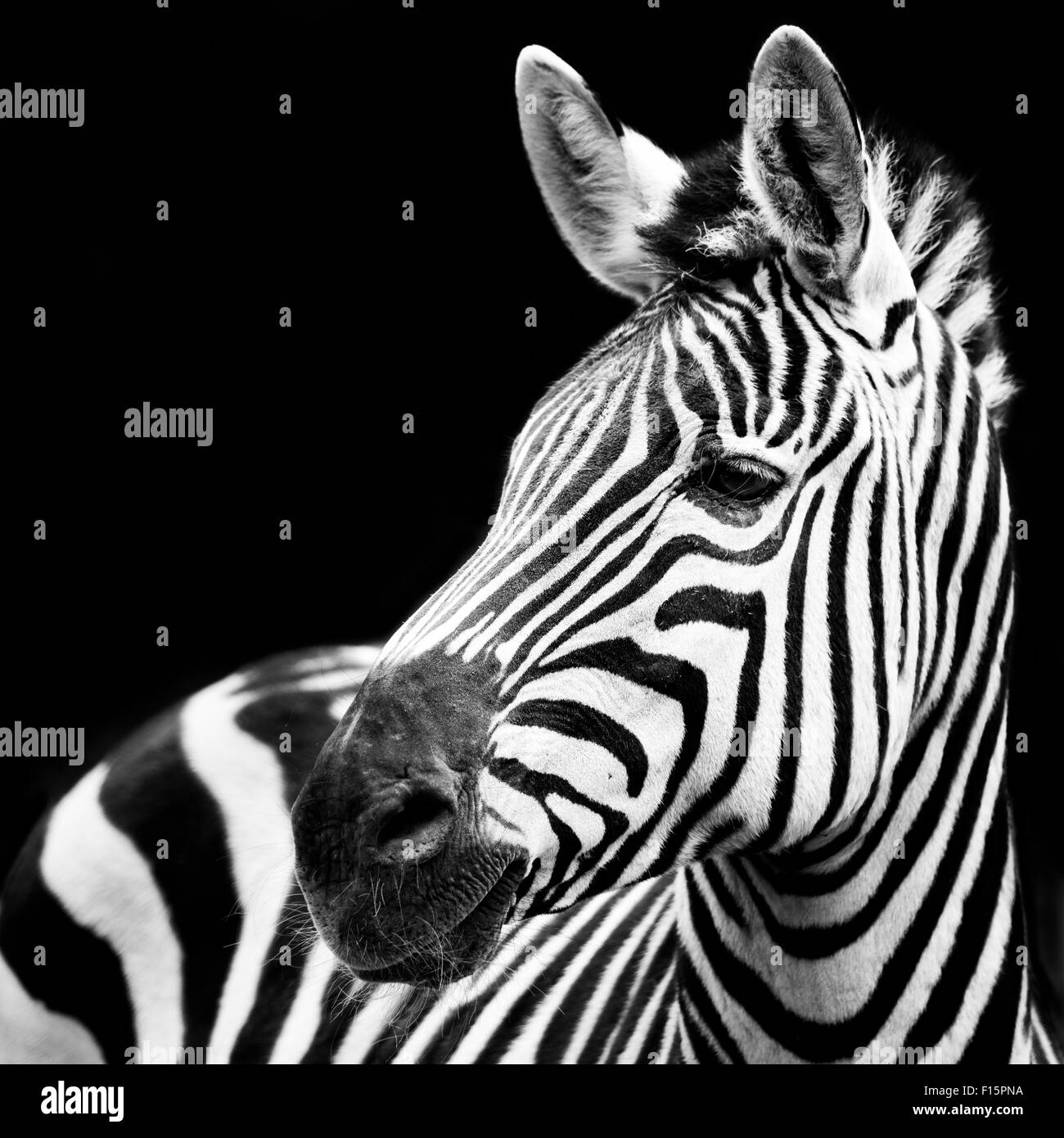 Ritratto di profilo di una zebra contro uno sfondo nero Foto Stock