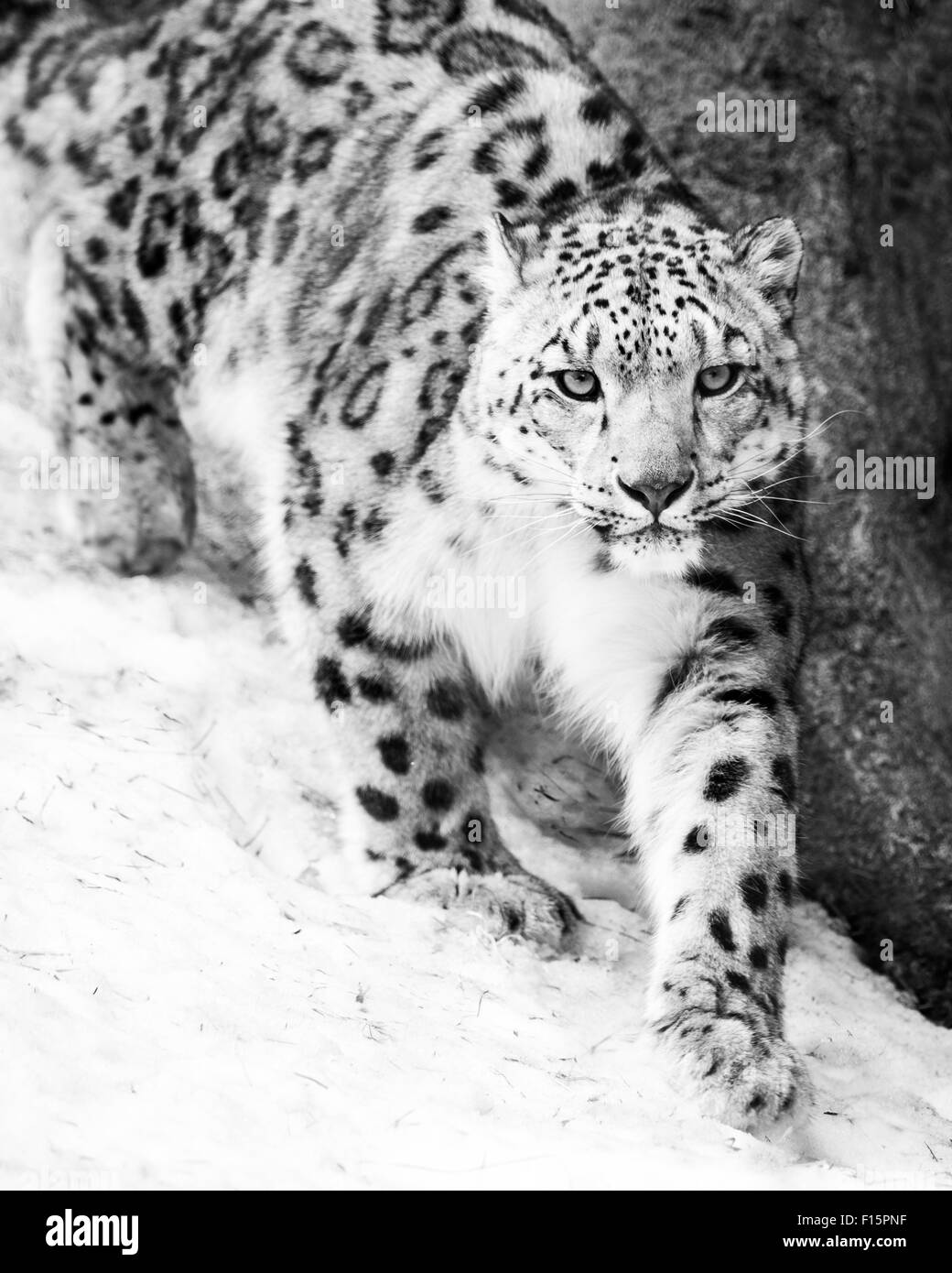 leone delle nevi - 2 Leopardo delle nevi Foto e Immagini Stock in Bianco e Nero - Alamy