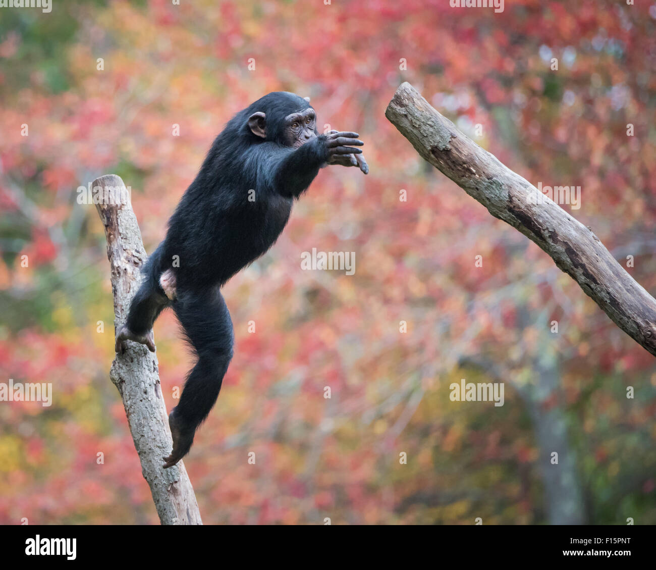 Giovani scimpanzé di saltare da un ramo di albero Foto Stock