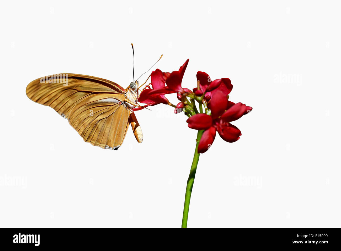 Stupenda farfalla sul fiore isolato su sfondo bianco Foto Stock