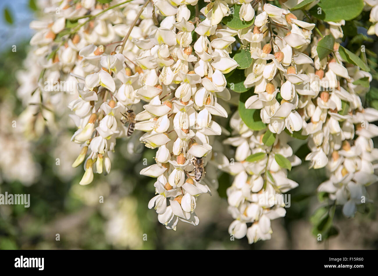 Api su fiori di acacia. Foto Stock