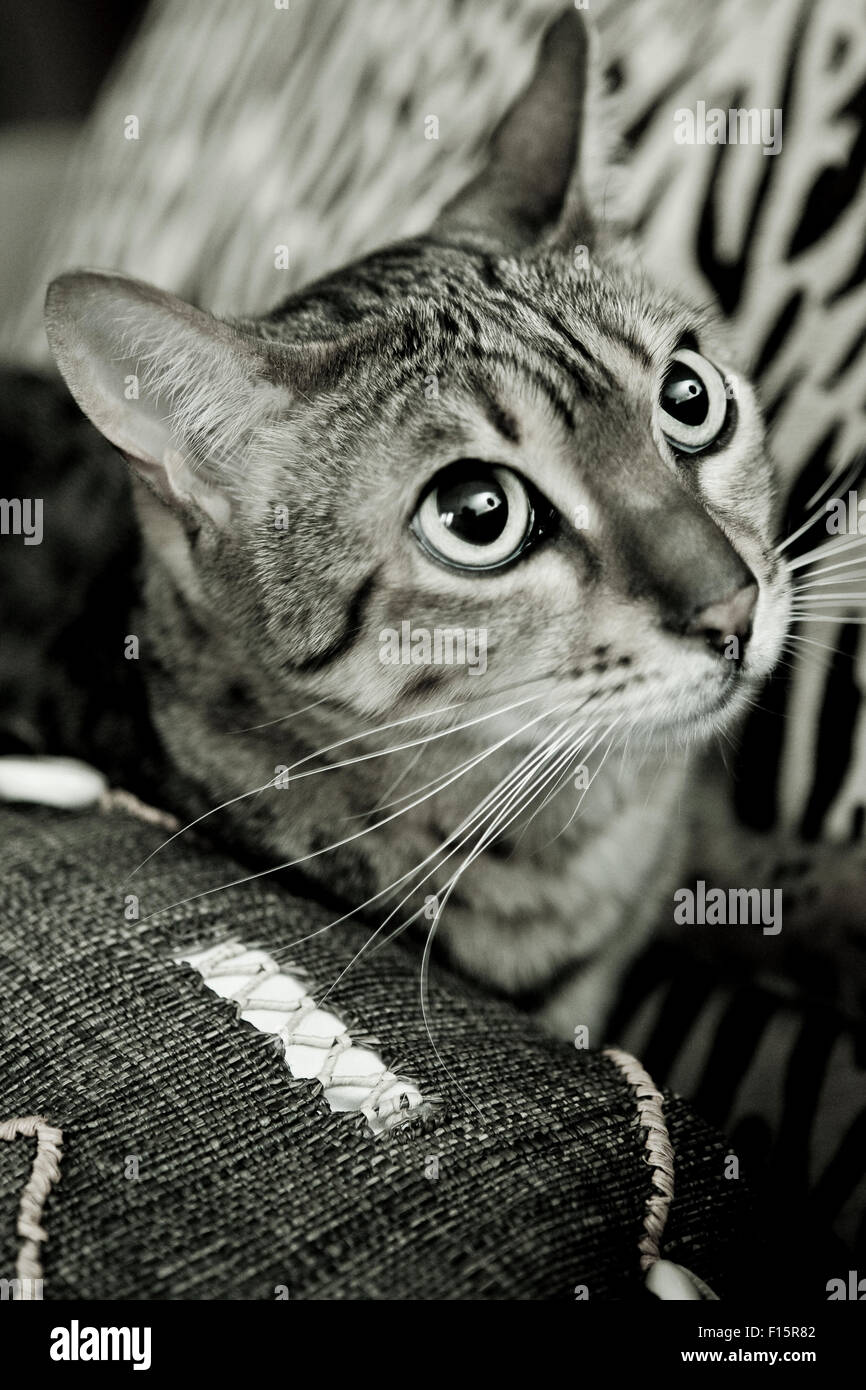 Close up ritratto di Spotted Savannah Cat cercando da cuscini sul lettino Foto Stock