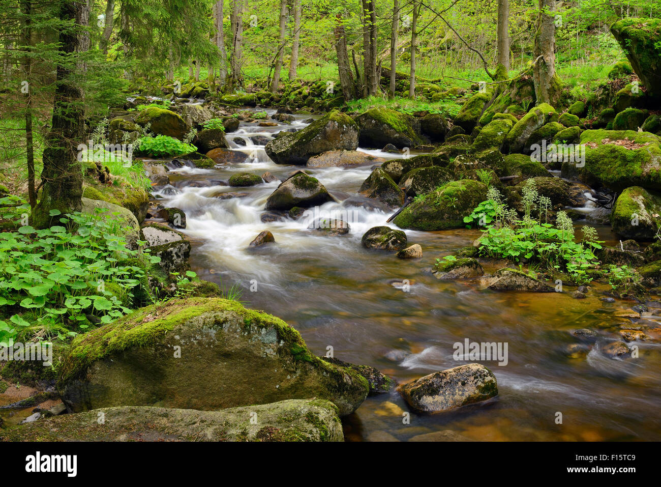 Bode Kalte in Elendstal, Schierke, Harz, Sassonia-Anhalt, Germania Foto Stock