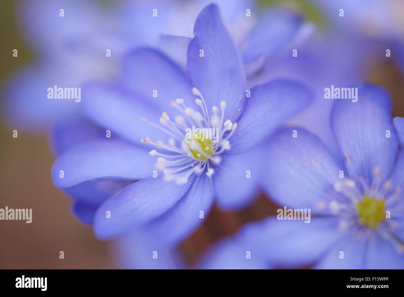 Close-up di Hepatica comune (Anemone hepatica) all'inizio della primavera, Germania Foto Stock