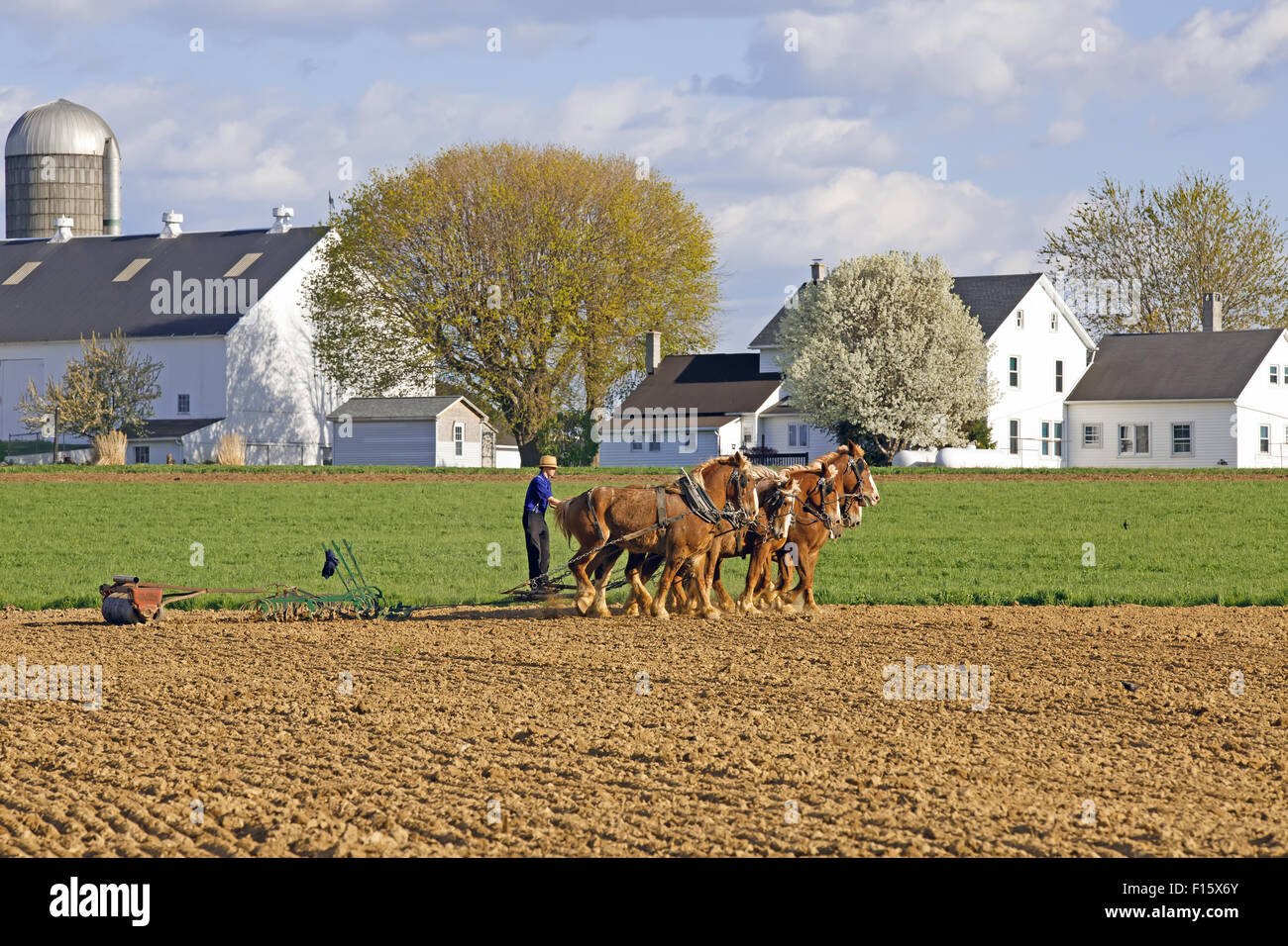 Un team di cavalli tirare una molla-erpice di dente e rullo di suolo su una fattoria Amish in Lancaster County, Pennsylvania. Foto Stock