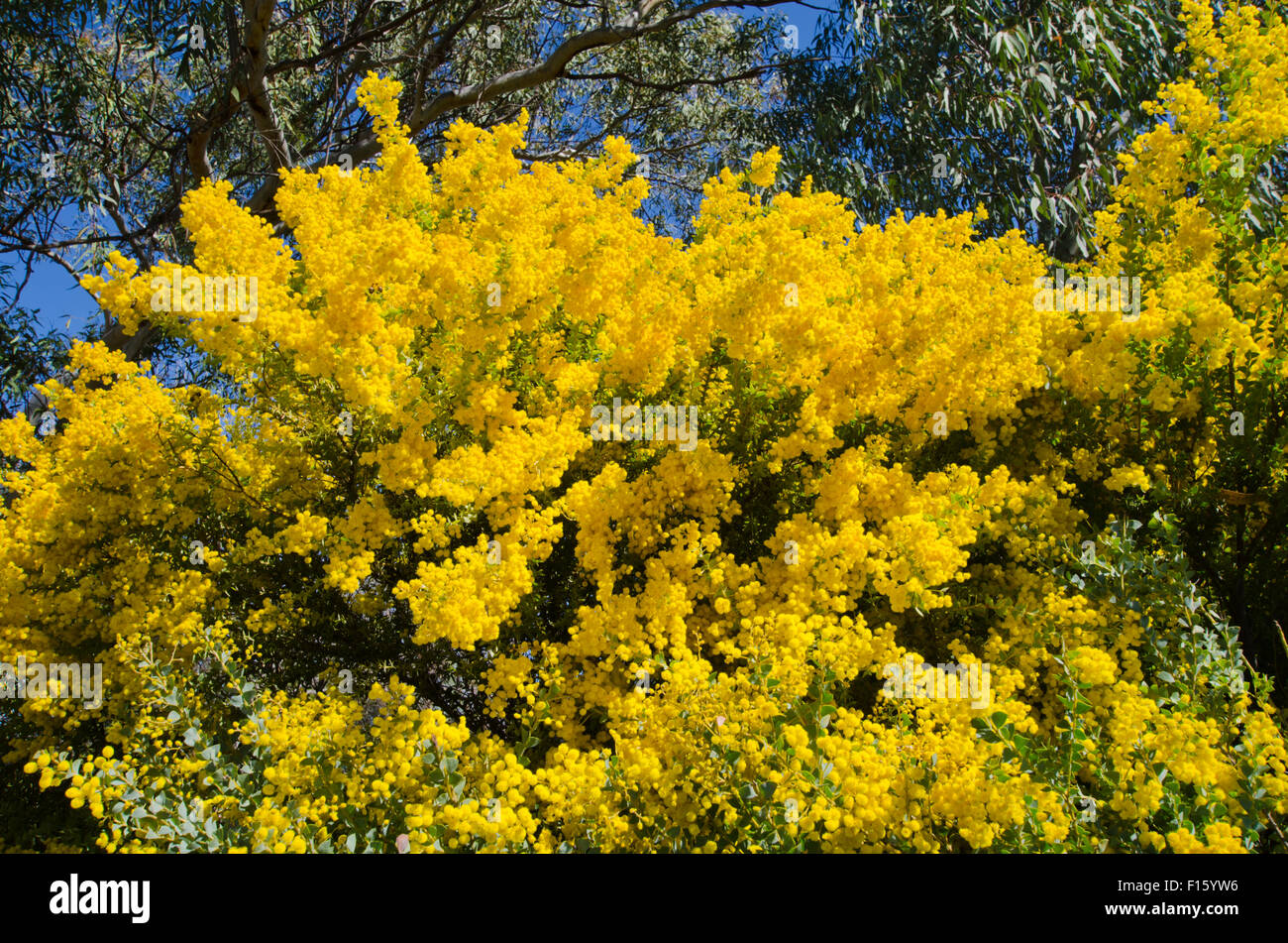 Graticcio, Australia nazionale emblema floreale che rappresenta anche i colori nazionali di verde e oro. Foto Stock