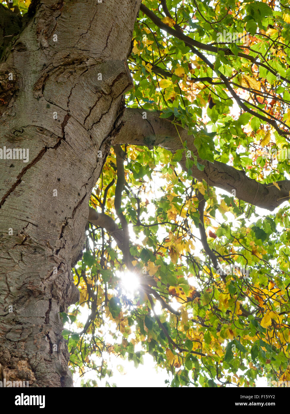 Una vista verso la cima di un albero la tettoia con il sole che splende attraverso foglie di autunno Foto Stock