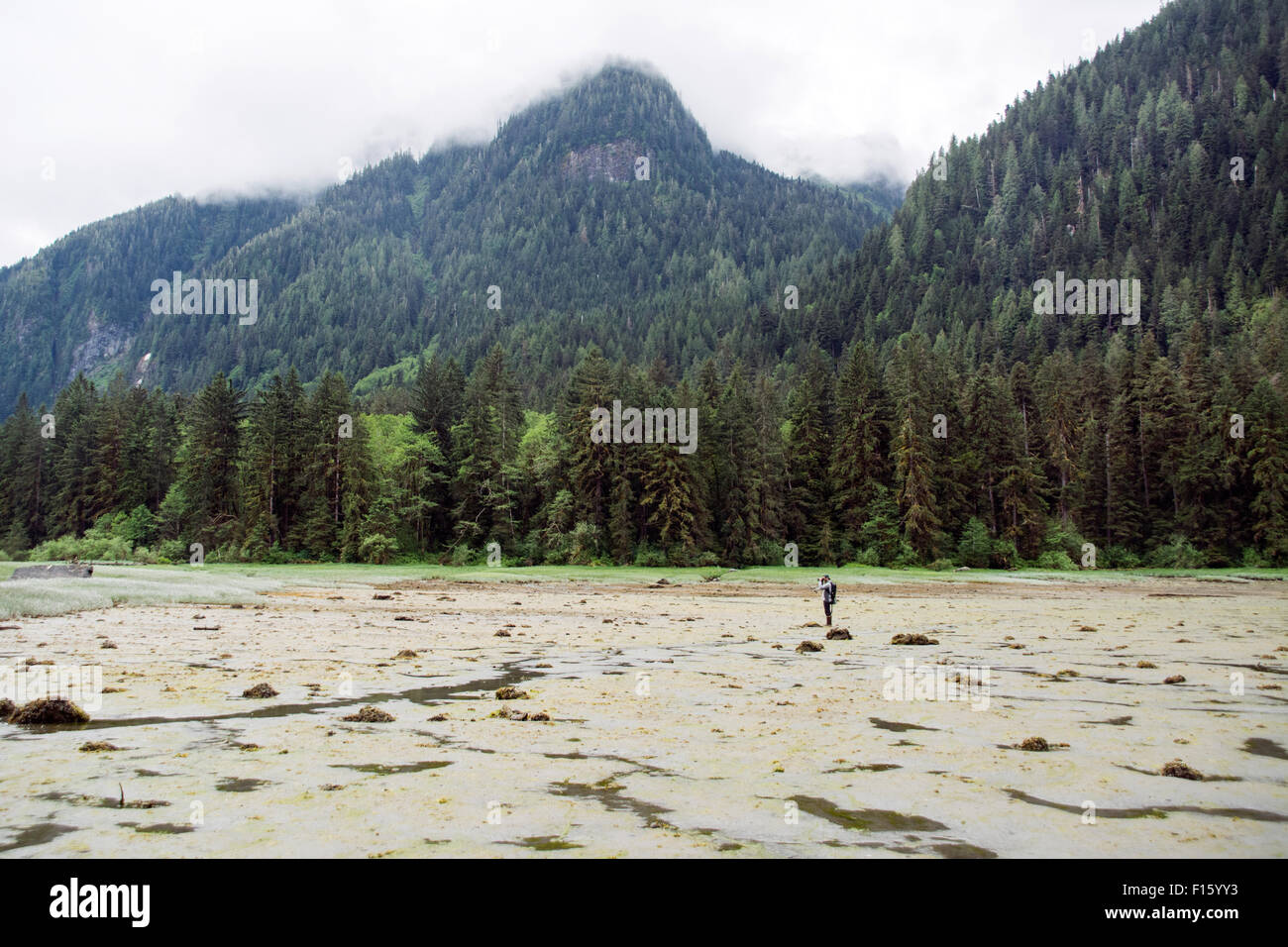 Un ricercatore di biologia di una foto in un estuario a bassa marea in Kiltuish Ingresso nel grande orso nella foresta pluviale, British Columbia, Canada. Foto Stock