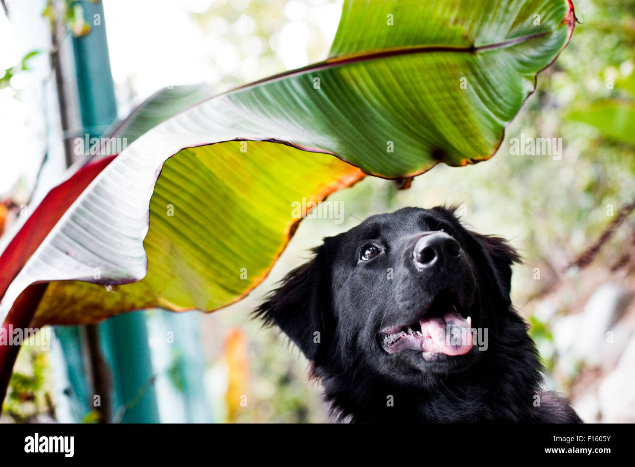 Sorridenti black Labrador Retriever cane guardando verso l'alto dal fondo del telaio orizzontale sotto un gigante verde tropicale foglie di piante Foto Stock