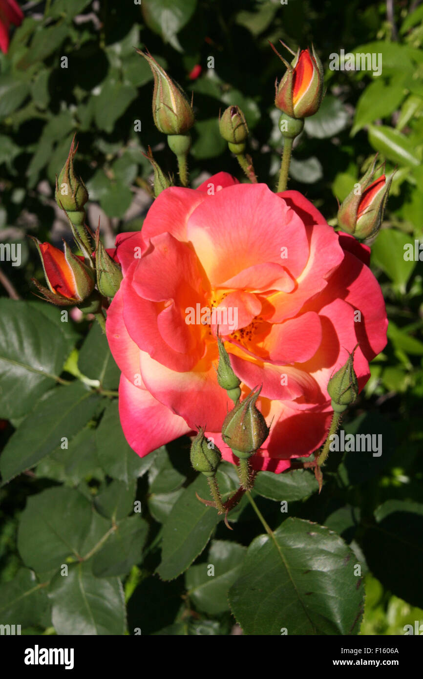 Rosso e rosa gialla con boccioli Foto Stock