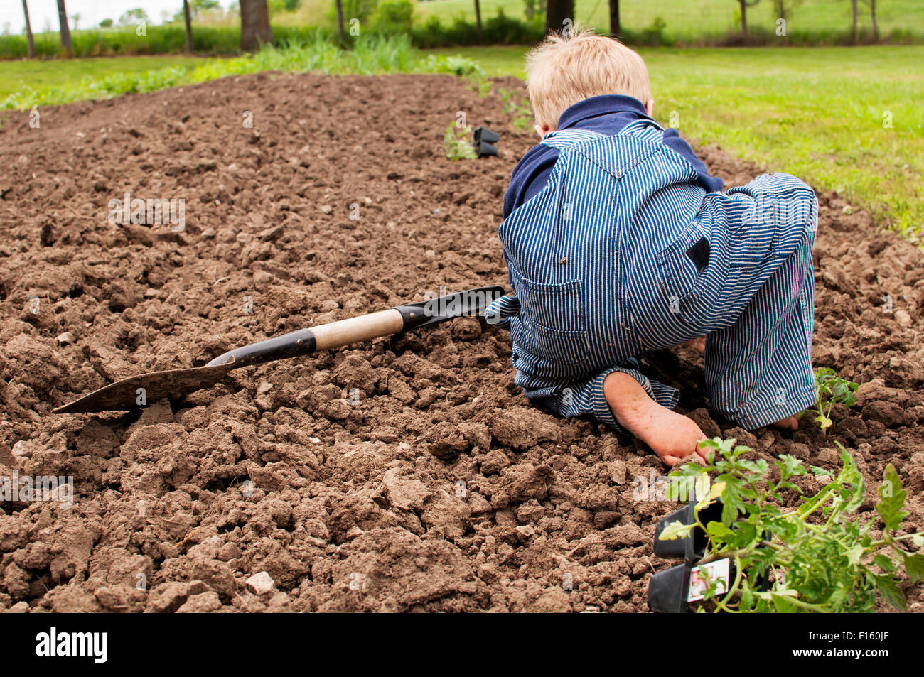Ragazzo lavorando la semina Pomodori spring garden Foto Stock