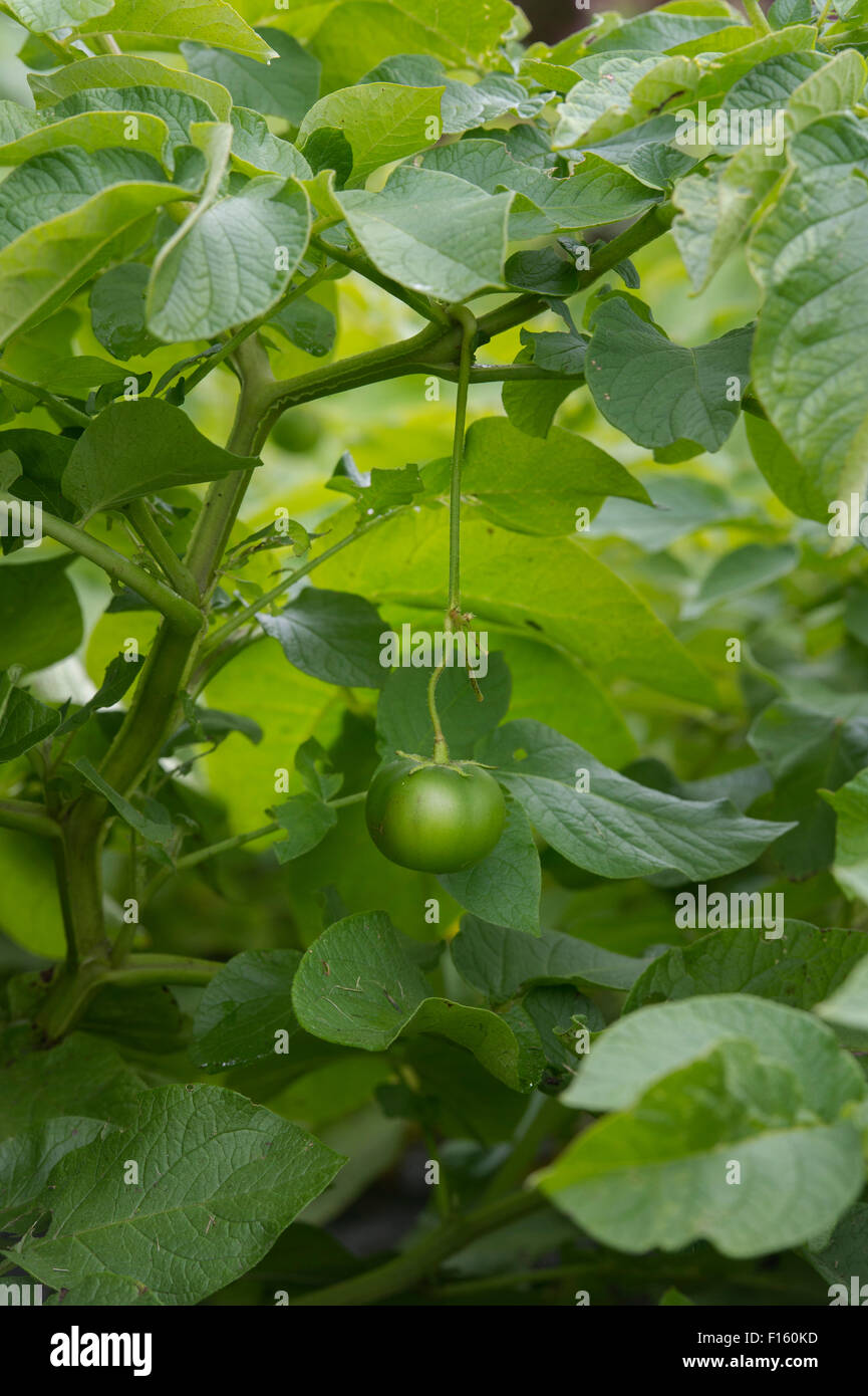 Patate contenente frutta vera Patate da semina appeso da una pianta di patata Foto Stock