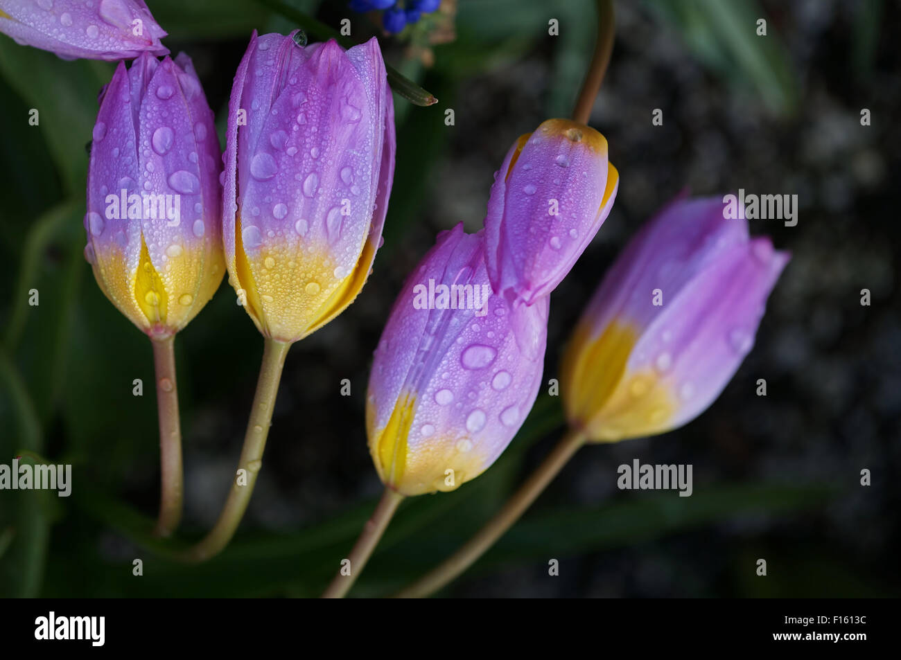 Bella viola tulip con gocce d'acqua. Foto Stock