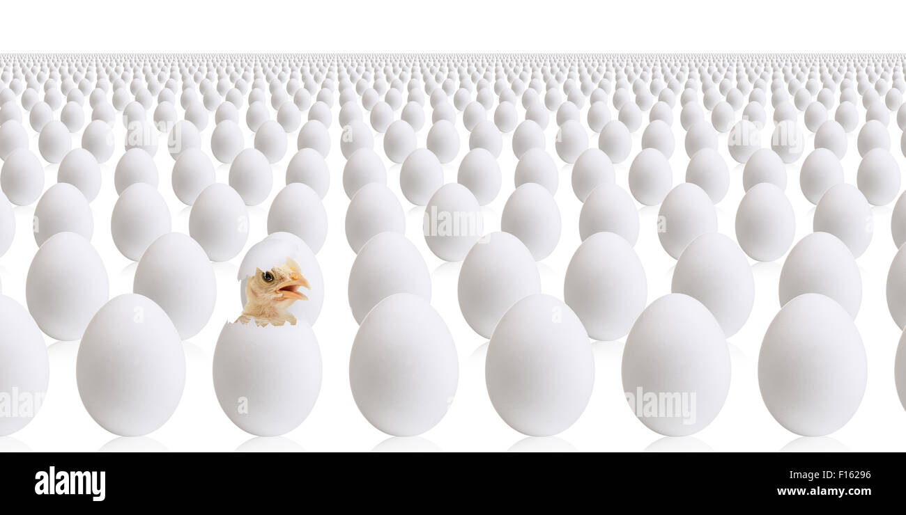 Molto numerose le uova bianche e un uovo botole su sfondo bianco, isolato Foto Stock