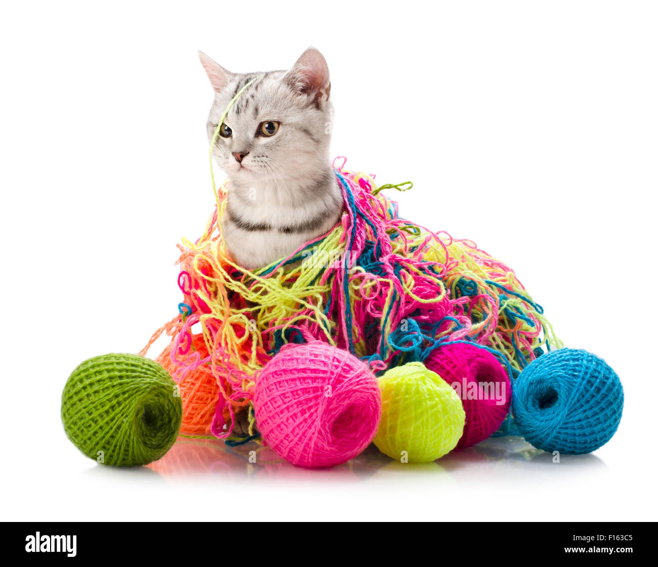 Il grigio bellissimo gattino gioca con molti multi-colore di clew, su sfondo bianco , isolato Foto Stock