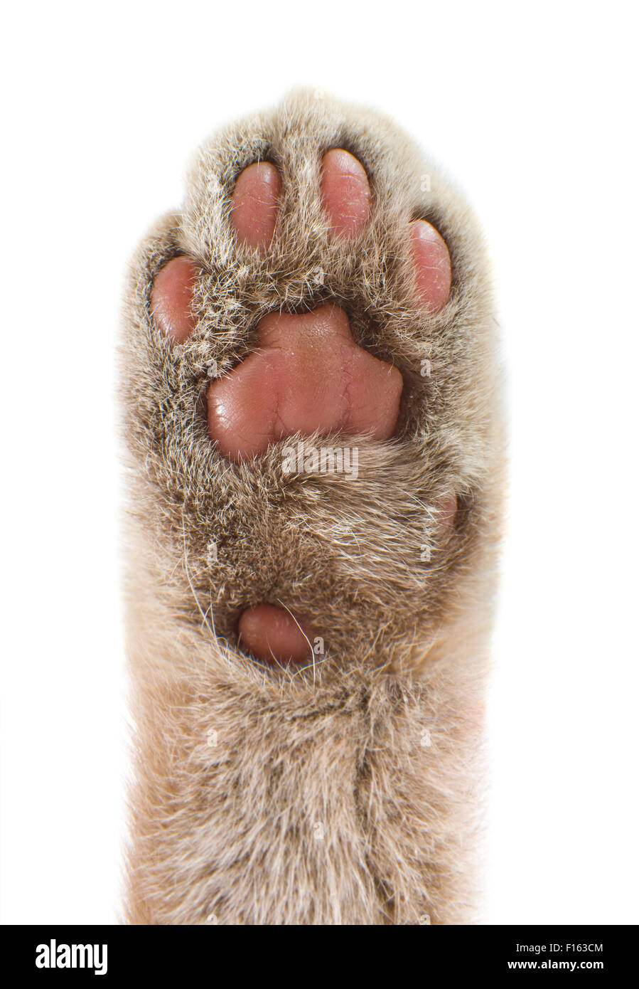 Paw gatto, arolium sulla fotocamera, show-di-mani concetto, foto verticale su sfondo bianco, isolato Foto Stock