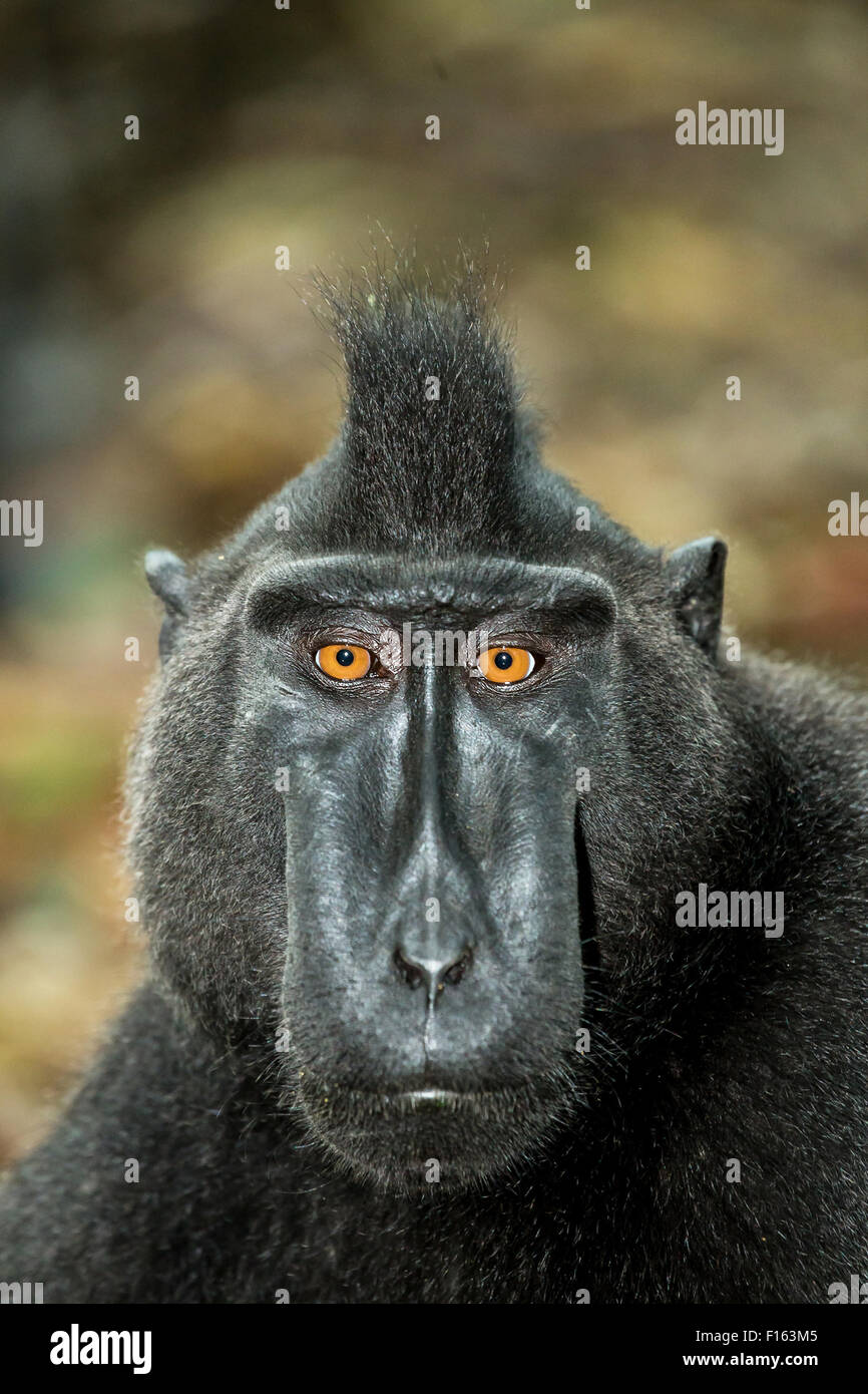 Ritratto di Ape Monkey Celebes Sulawesi nero crestato macaco Takngkoko National Park, Sulawesi, Indonesia Foto Stock